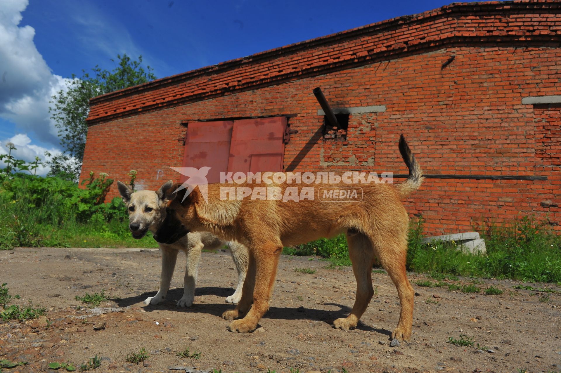 Собачий крематорий.