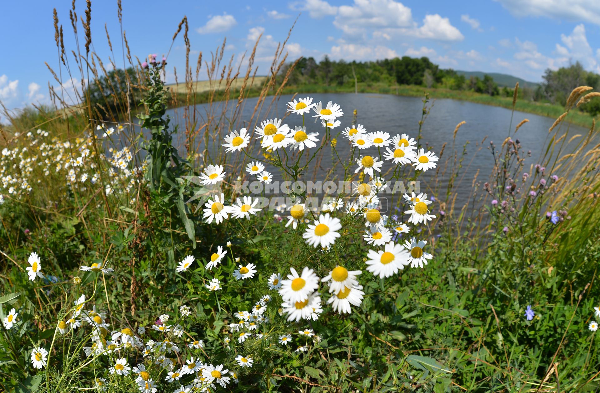 Ромашки.