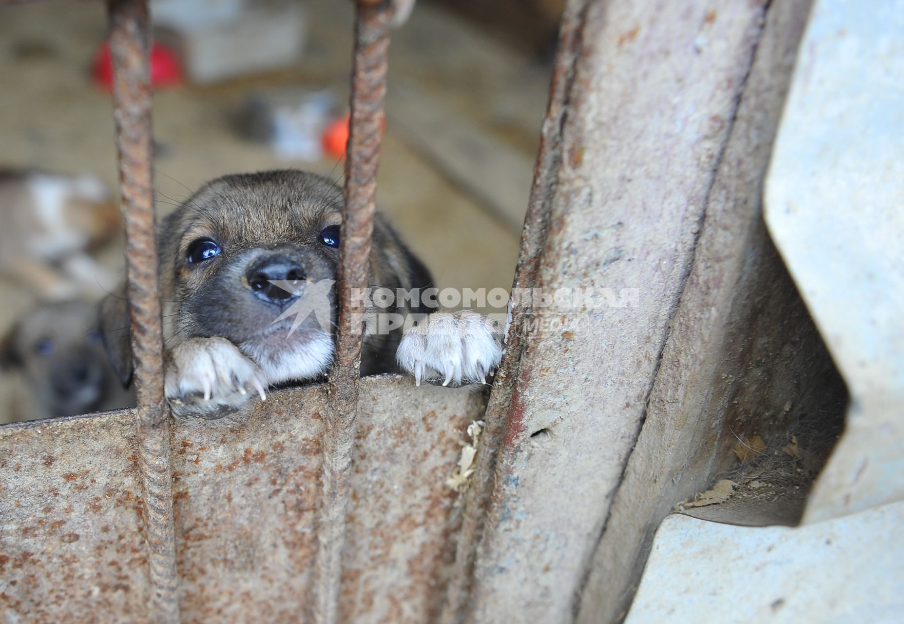Питомник для бездомных собак и кошек в городе Пушкино. На снимке: бездомный щенок в вольере.