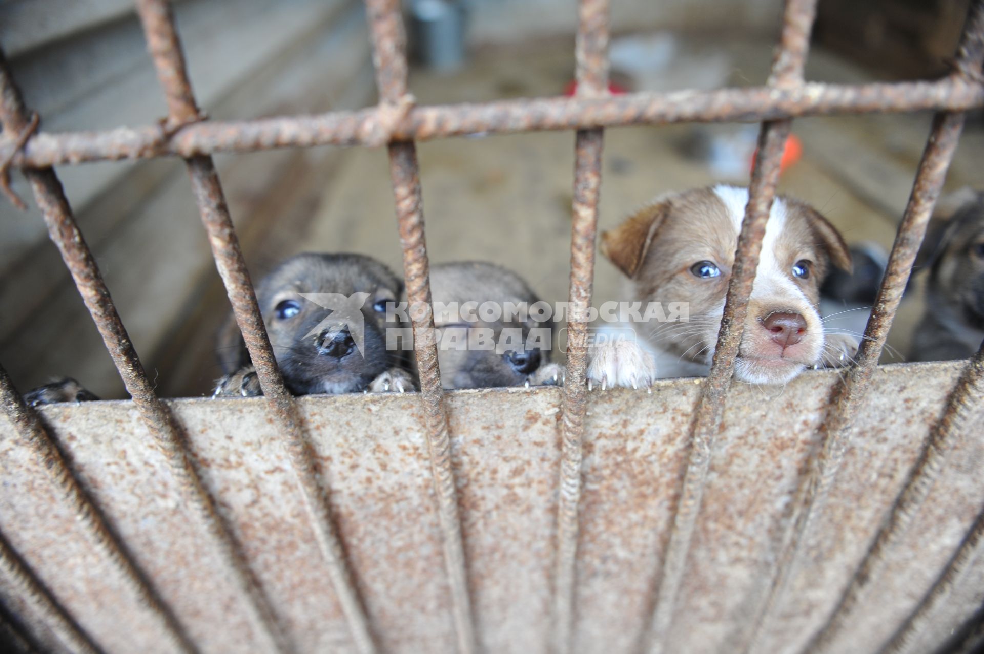 Питомник для бездомных собак и кошек в городе Пушкино. На снимке: бездомные щенки в вольере.