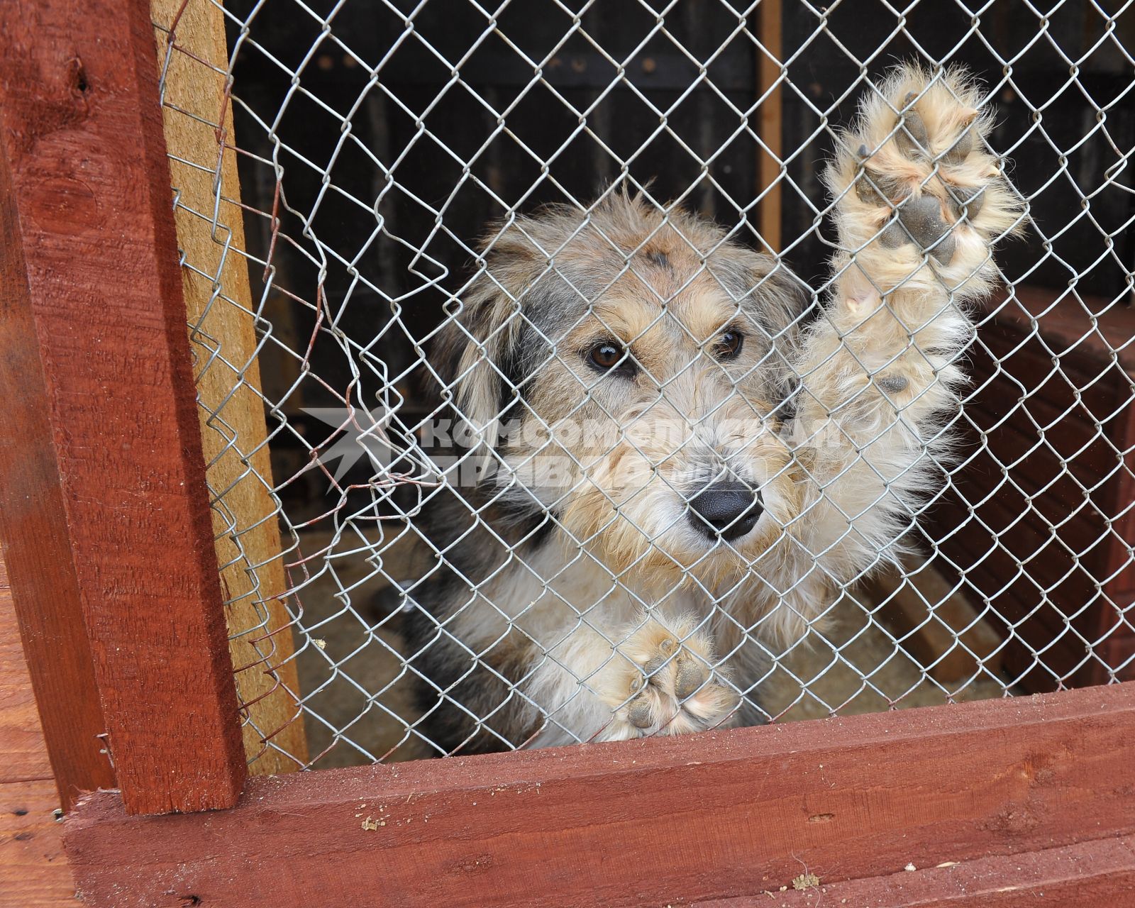 Питомник для бездомных собак и кошек в городе Пушкино. На снимке: бездомная собака в вольере.