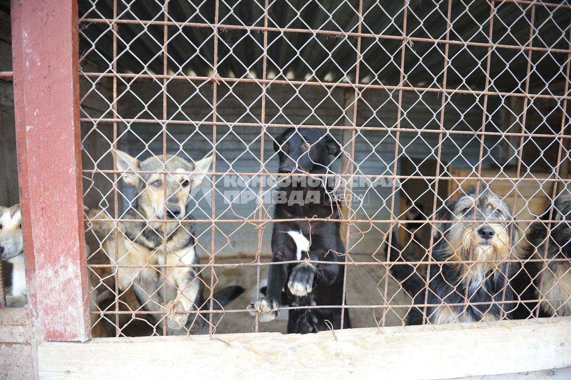 Питомник для бездомных собак и кошек в городе Пушкино. На снимке: бездомные собаки в вольере.