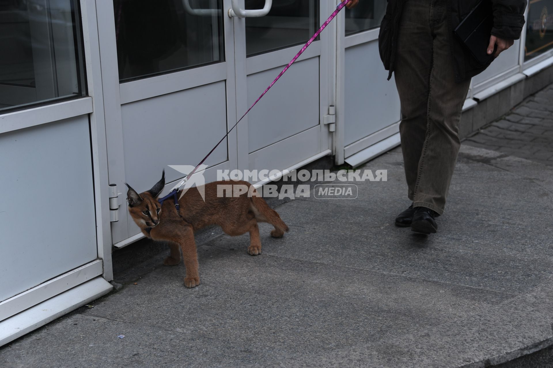 Мужчина выгуливает рысь каракал на улице города.