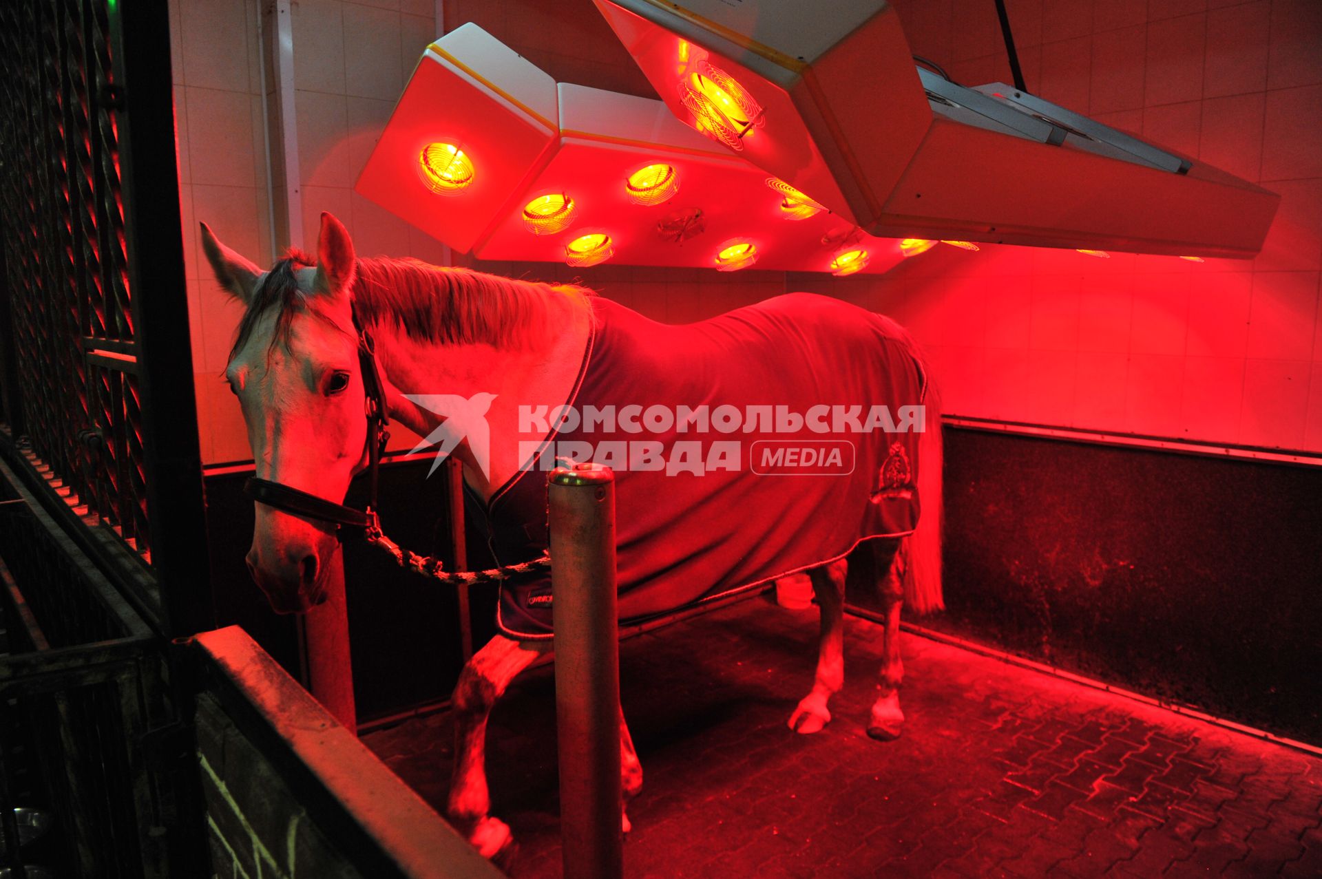 Национальный конный парк `Русь`. На снимке: лошадь в солярии.