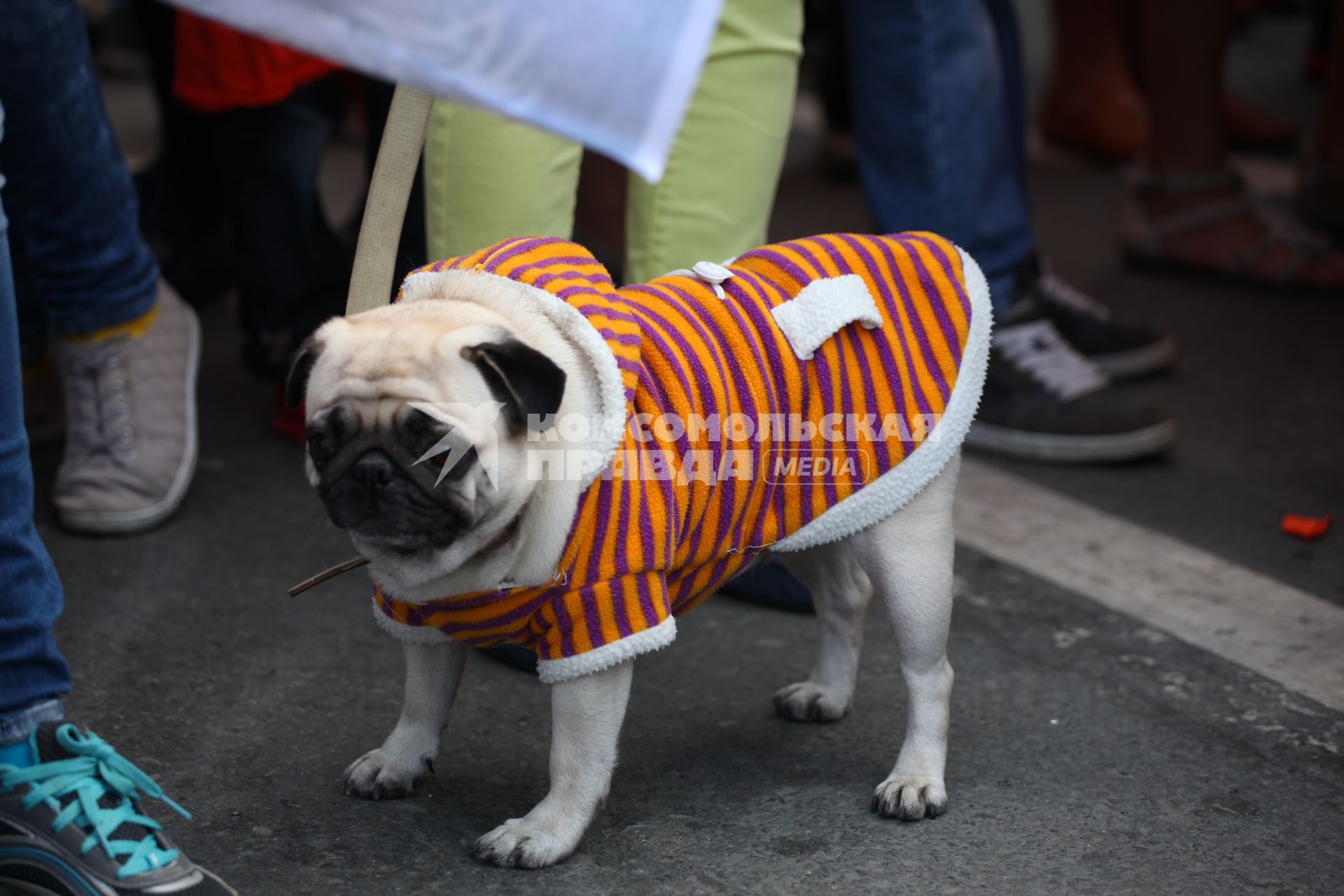 Карнавальное шествие в Владивостоке в честь празднования деня тигра. На снимке: собака в костюме тигра.
