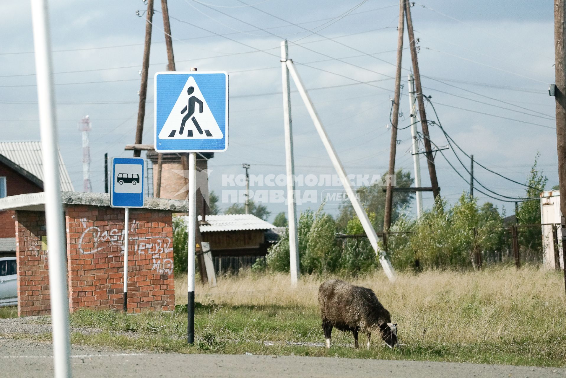 Баран посется у остановки общественного транспорта.