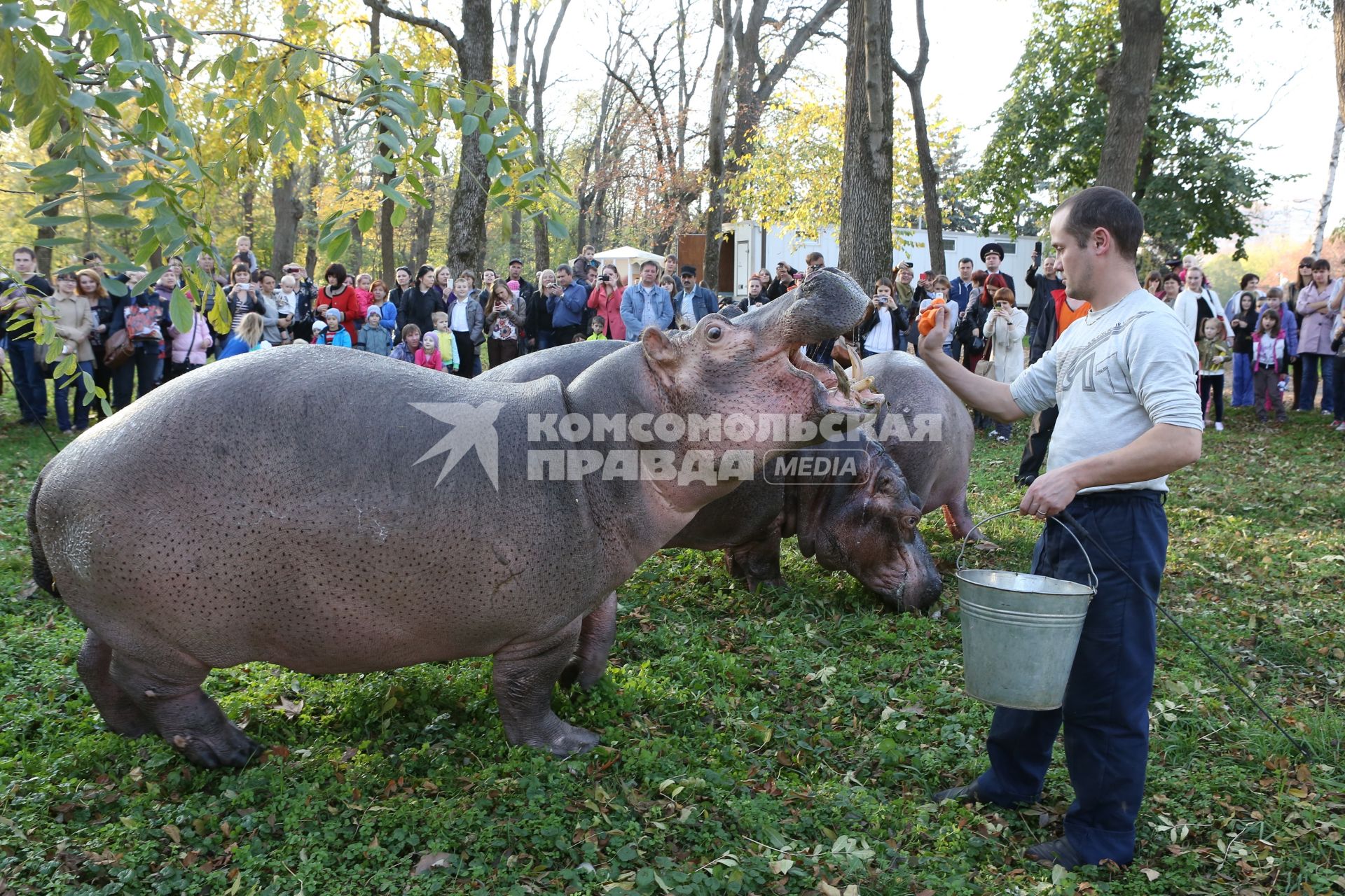 В центральном парке Краснодара сотрудники цирка выгуливают бегемотов.