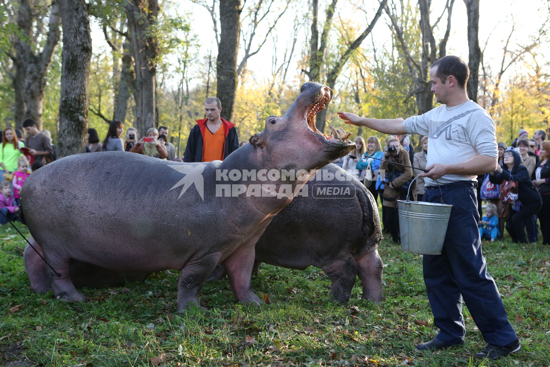 В центральном парке Краснодара сотрудники цирка выгуливают бегемотов.