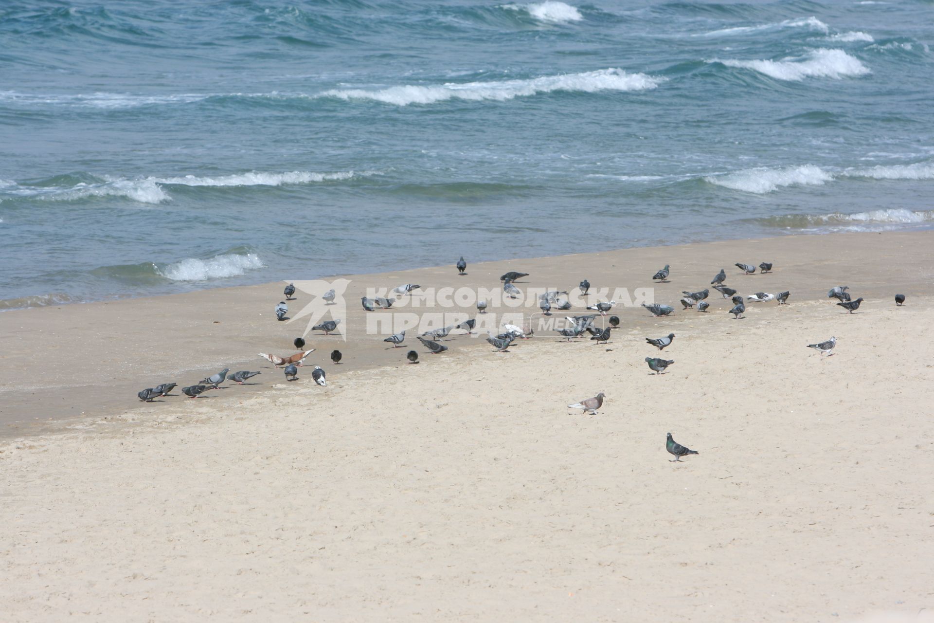 Пляж Тель-Авива. На снимке: голуби на песке.