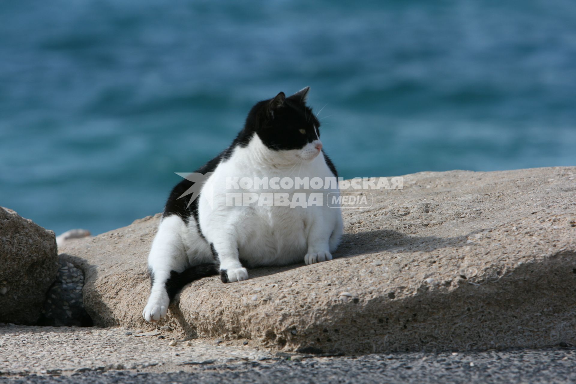 Пляж Тель-Авива. На снимке: кот лежит на камне.