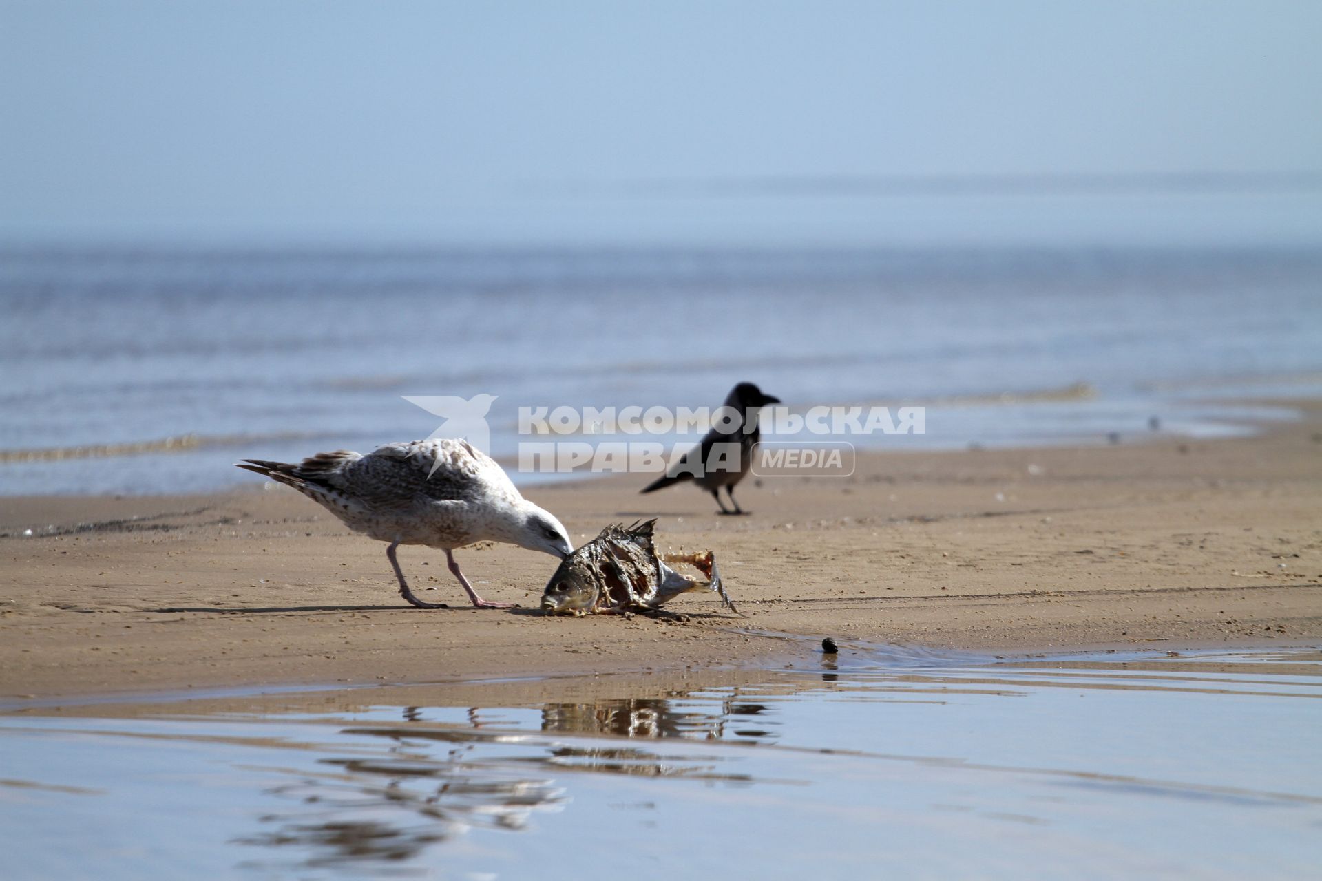 Чайка ест рыбу на берегу моря