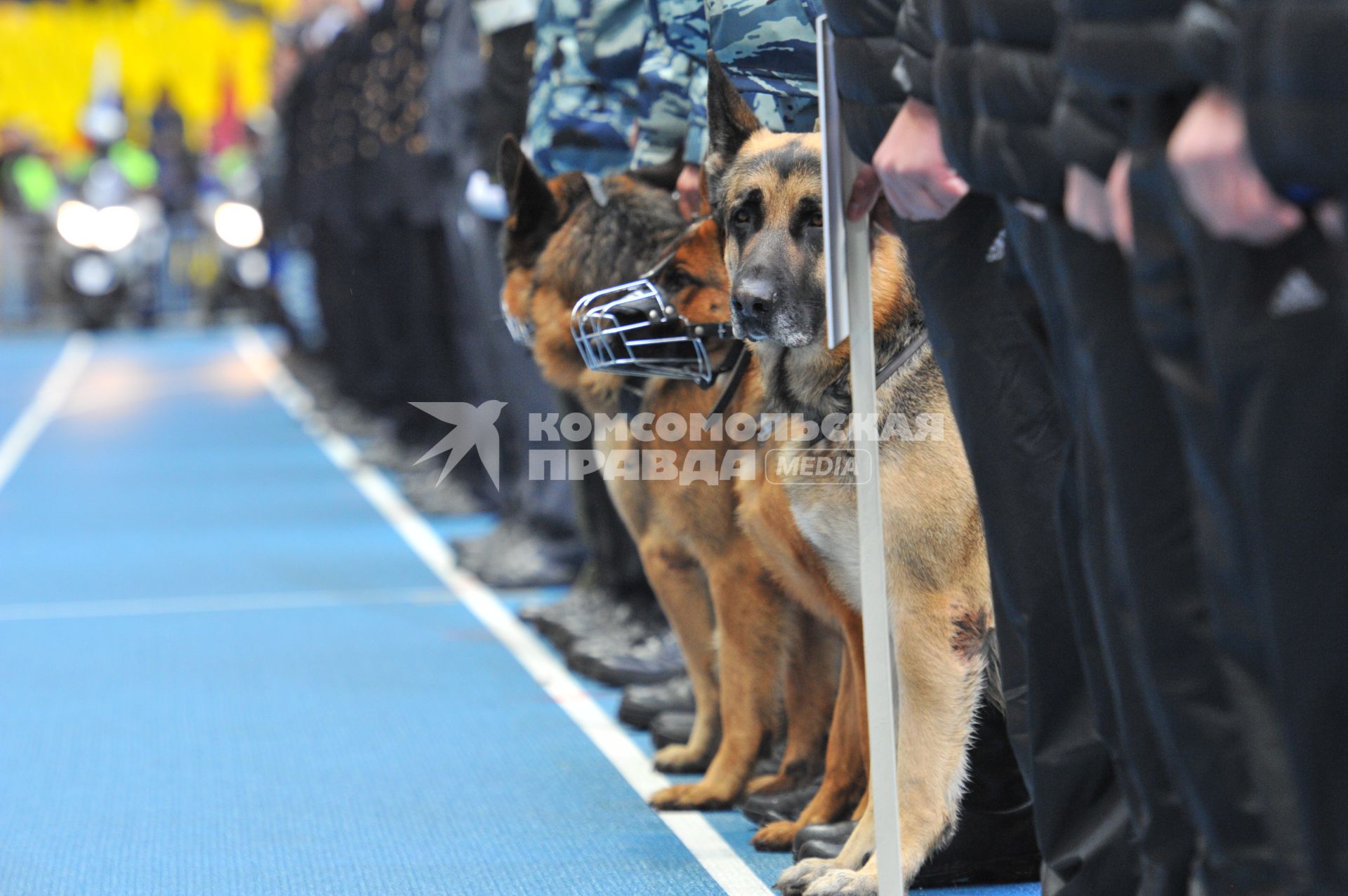 СК `Лужники`.  Спортивный праздник московской полиции. На снимке: служебные собаки.