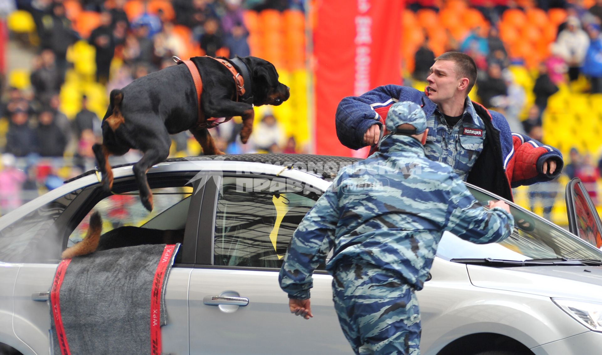 СК `Лужники`.  Спортивный праздник московской полиции. На снимке: показательные выступления с участием слкжебных собак.