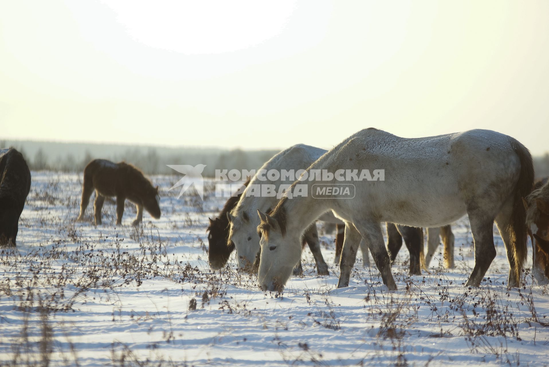 Конеферма агрофирмы `Артемовский`. На снимке: лошади породы русский тяжеловоз.