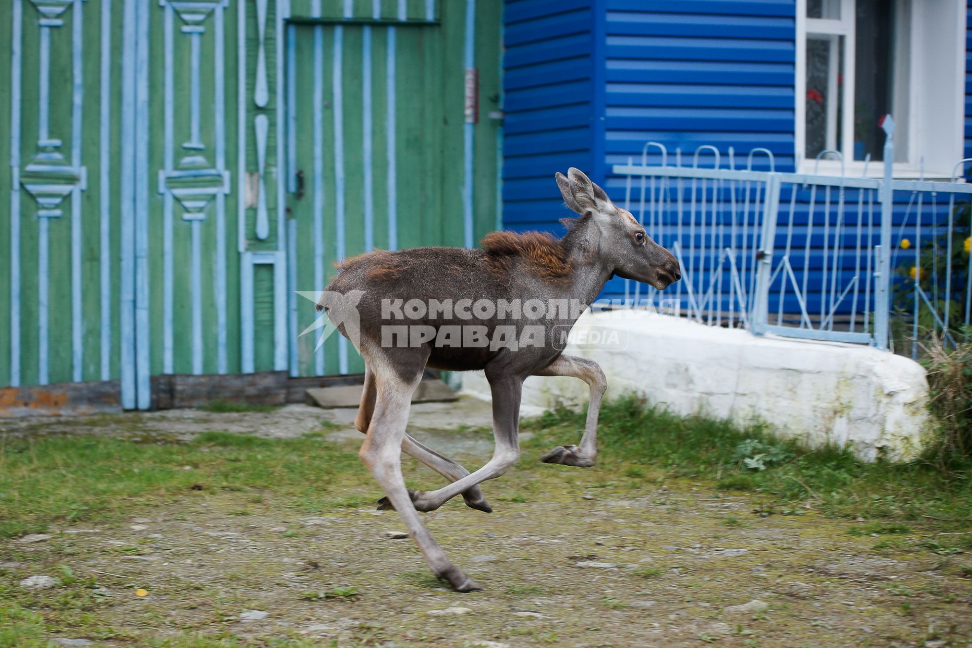 Лосенок бежит по деревне.