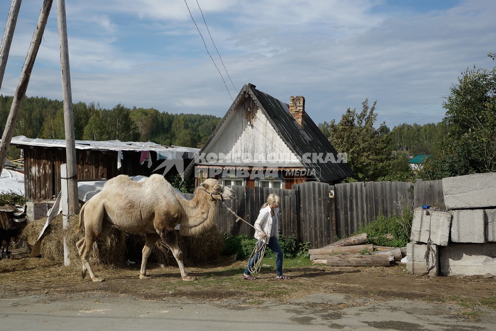 Верблюд в деревне.