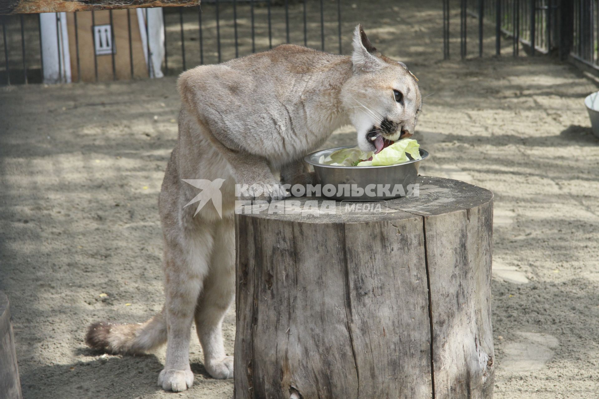 Канадская пума Клепа за праздничным обедом в честь дня рождения барнаульского зоопарка.