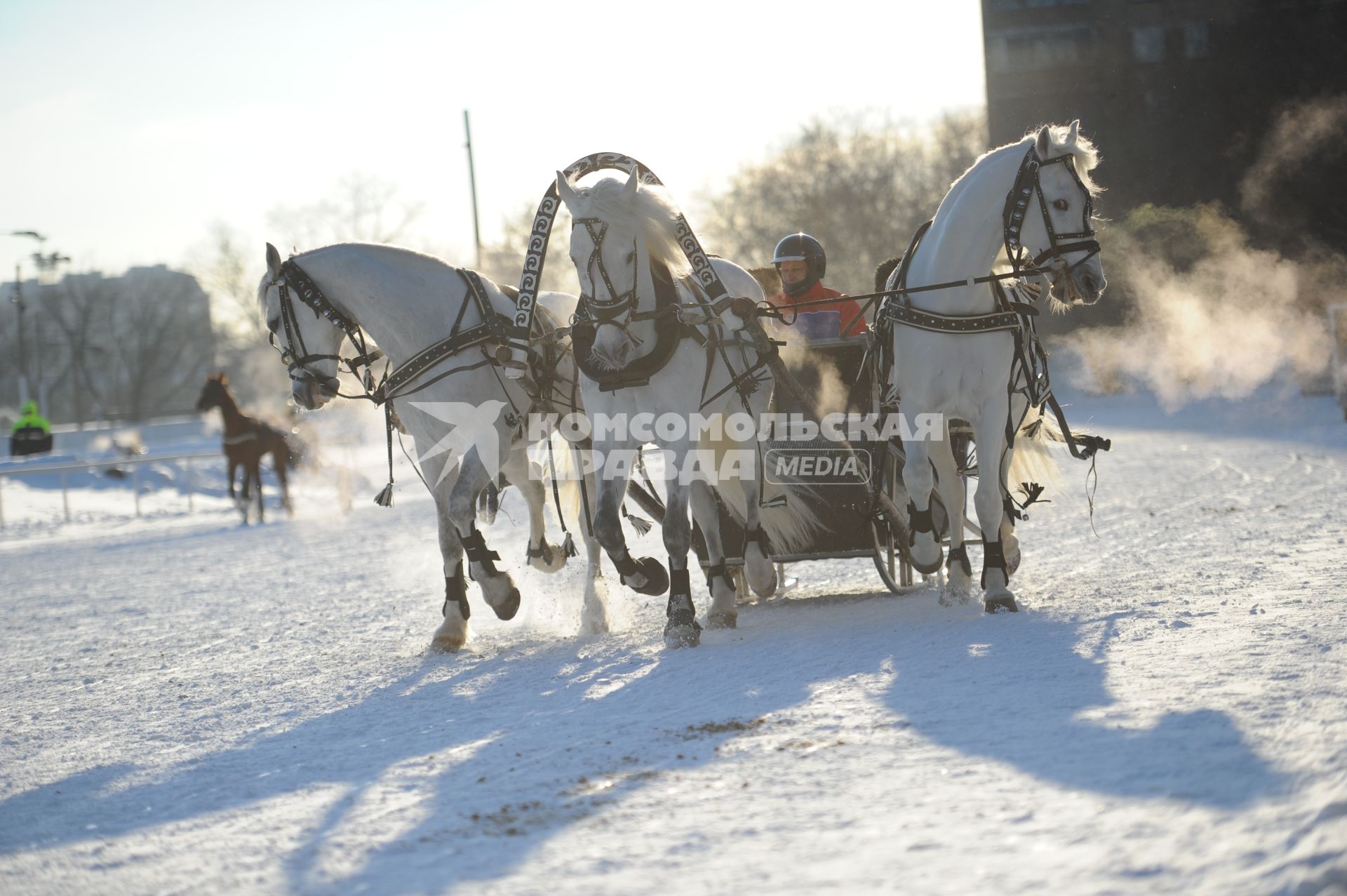На московском ипподроме прошел заезд русских троек. На снимке: тройка белых лошадей.