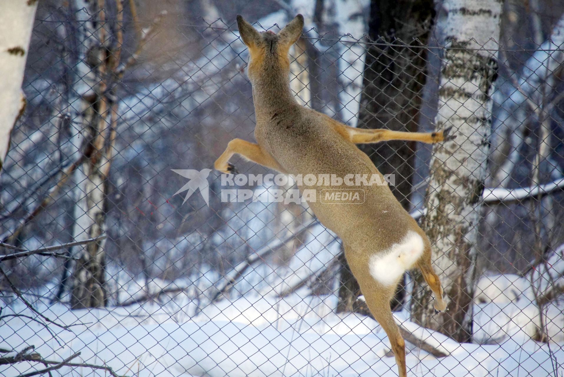 Косули в заказнике.