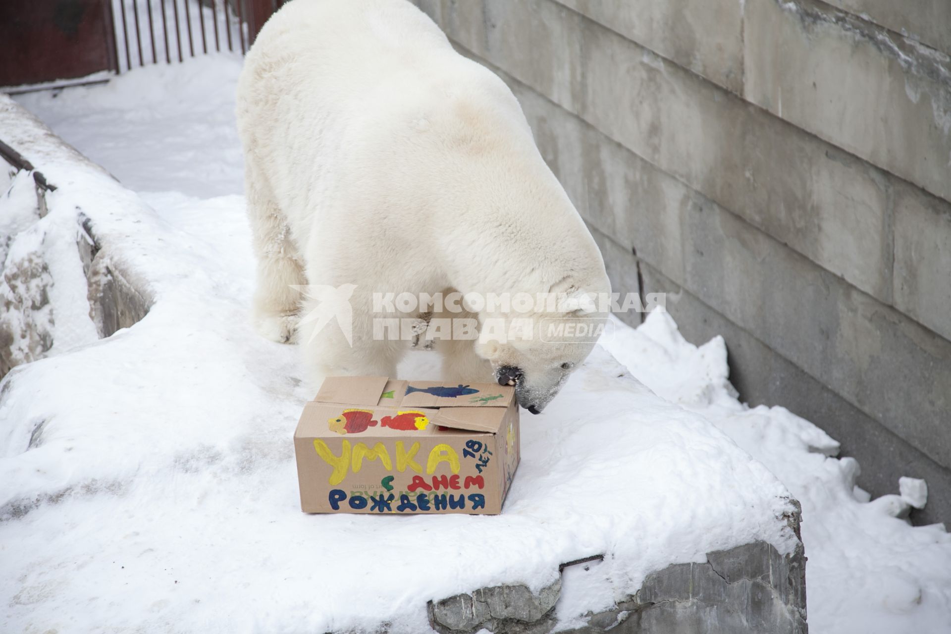 Дети приготовили белому медведю Умке из зоопарка Екатеринбурга подарок на день рождения. На снимке: белый медведь с подарком.