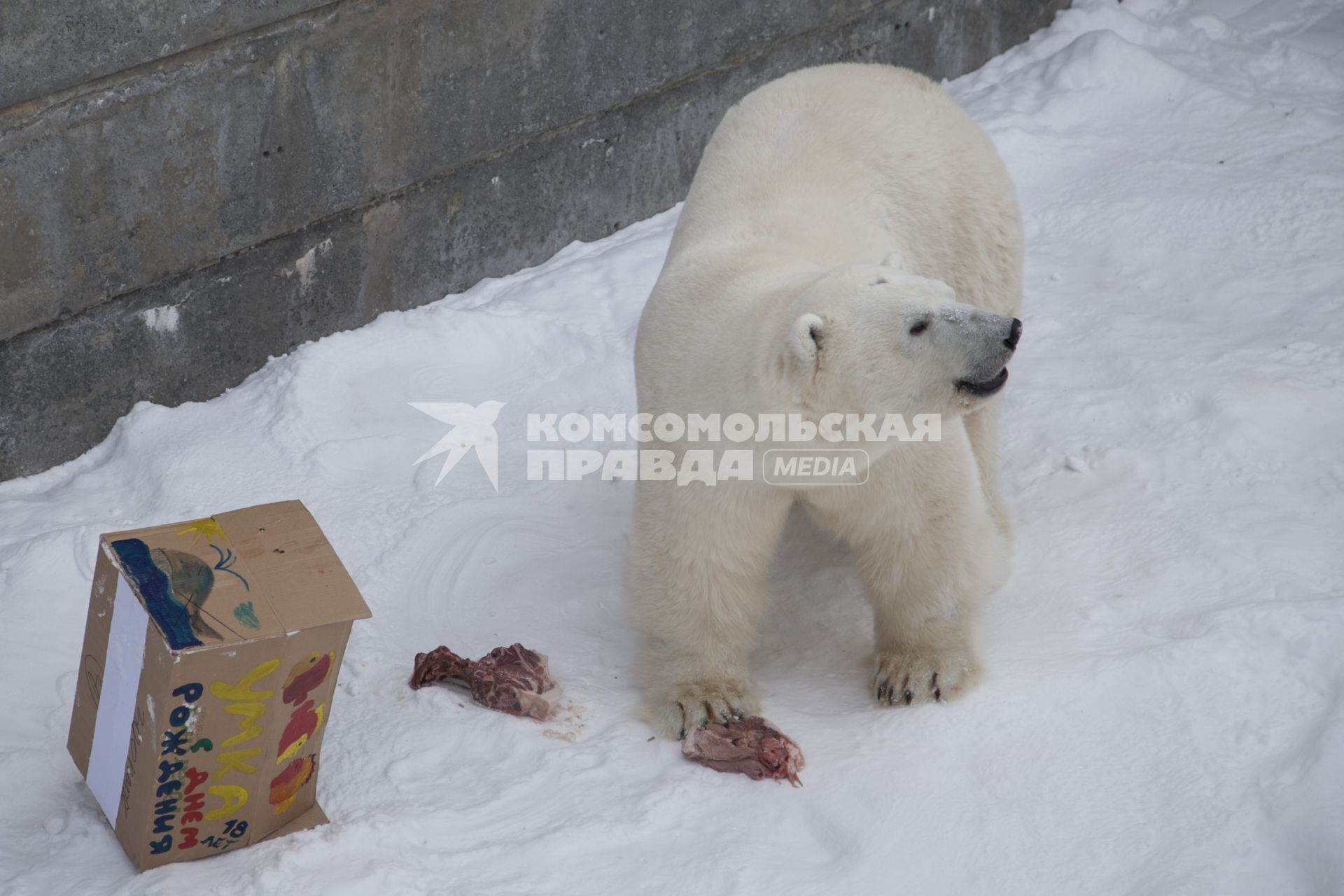 Дети приготовили белому медведю Умке из зоопарка Екатеринбурга подарок на день рождения. На снимке: белый медведь с подарком.