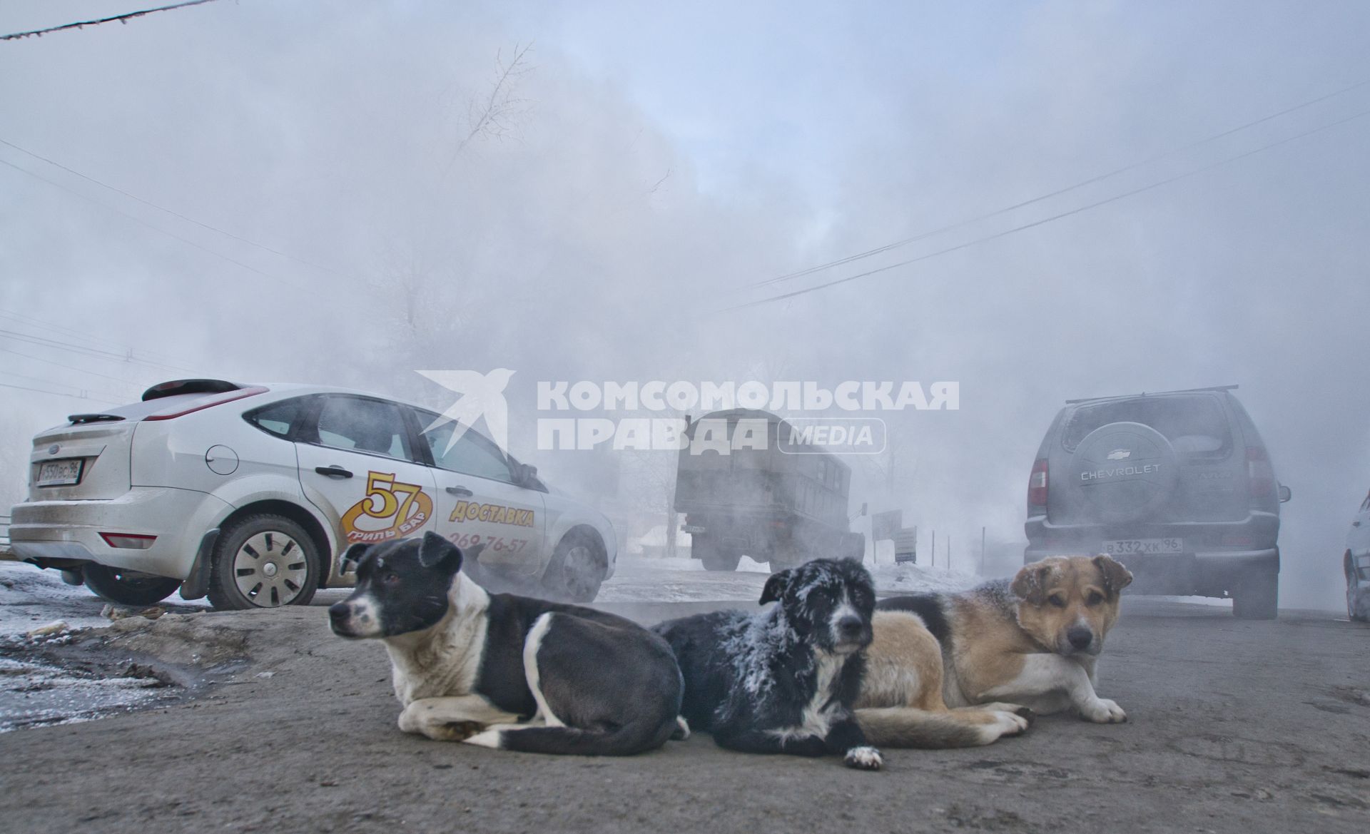 Бродячие собаки на фоне дыма от аварии на теплопроводе.