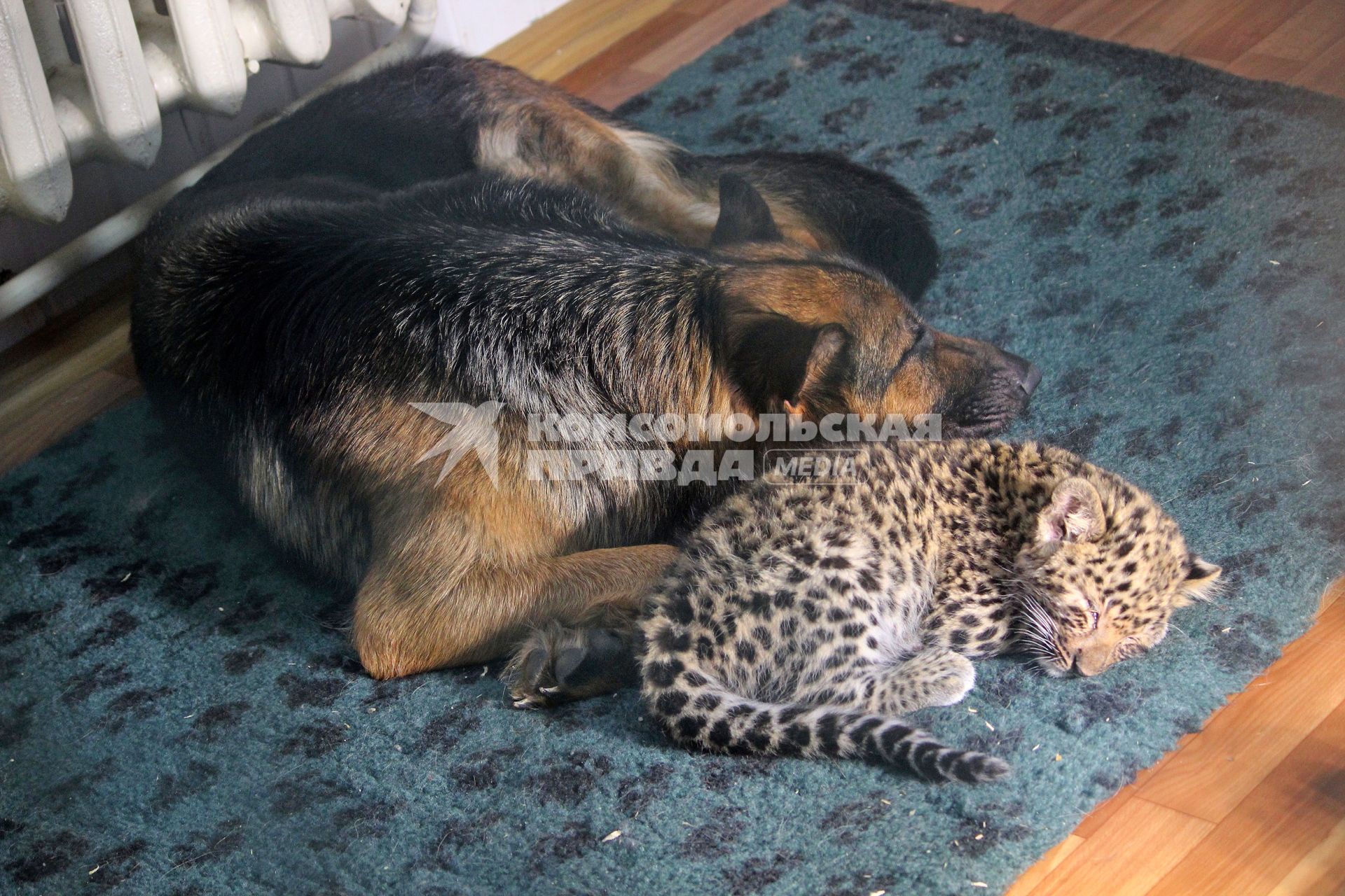 В зоопарке Самары родился леопарденок, которого назвали Олимпиада. Маленького леопарда выкармливает овчарка по кличке Пайпер