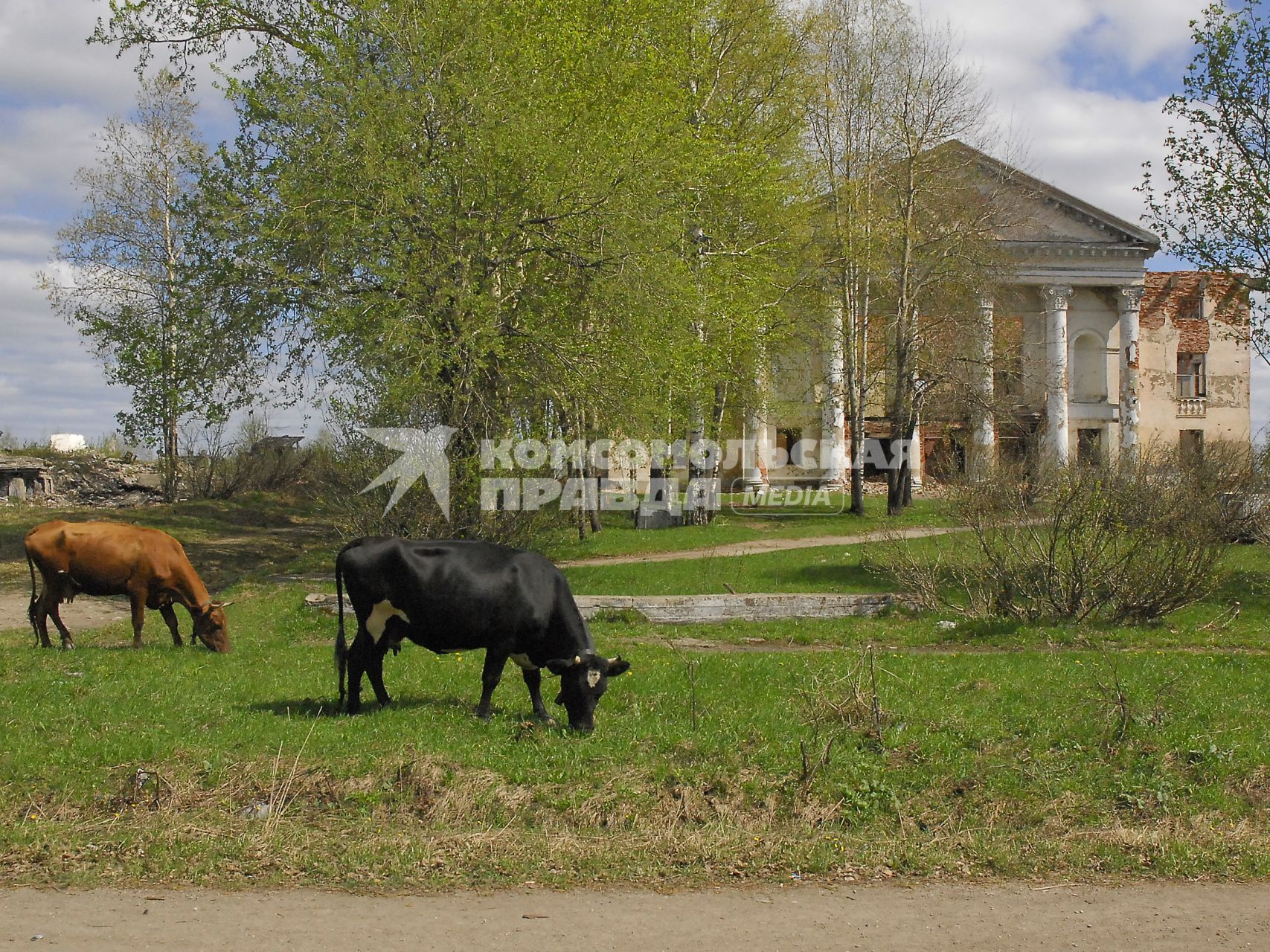 Коровы пасутся на фоне полуразрушенного особняка.