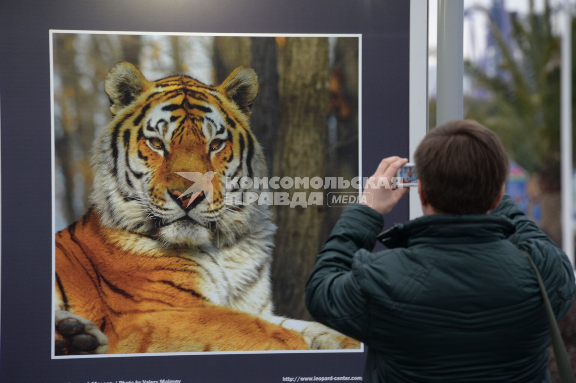 XXII Зимние Олимпийские игры в Сочи. Фотовыставка. Дальневосточный леопард. Амурский тигр. Надежда на жизнь. На снимке: посетитель выставки с фотоаппаратом.