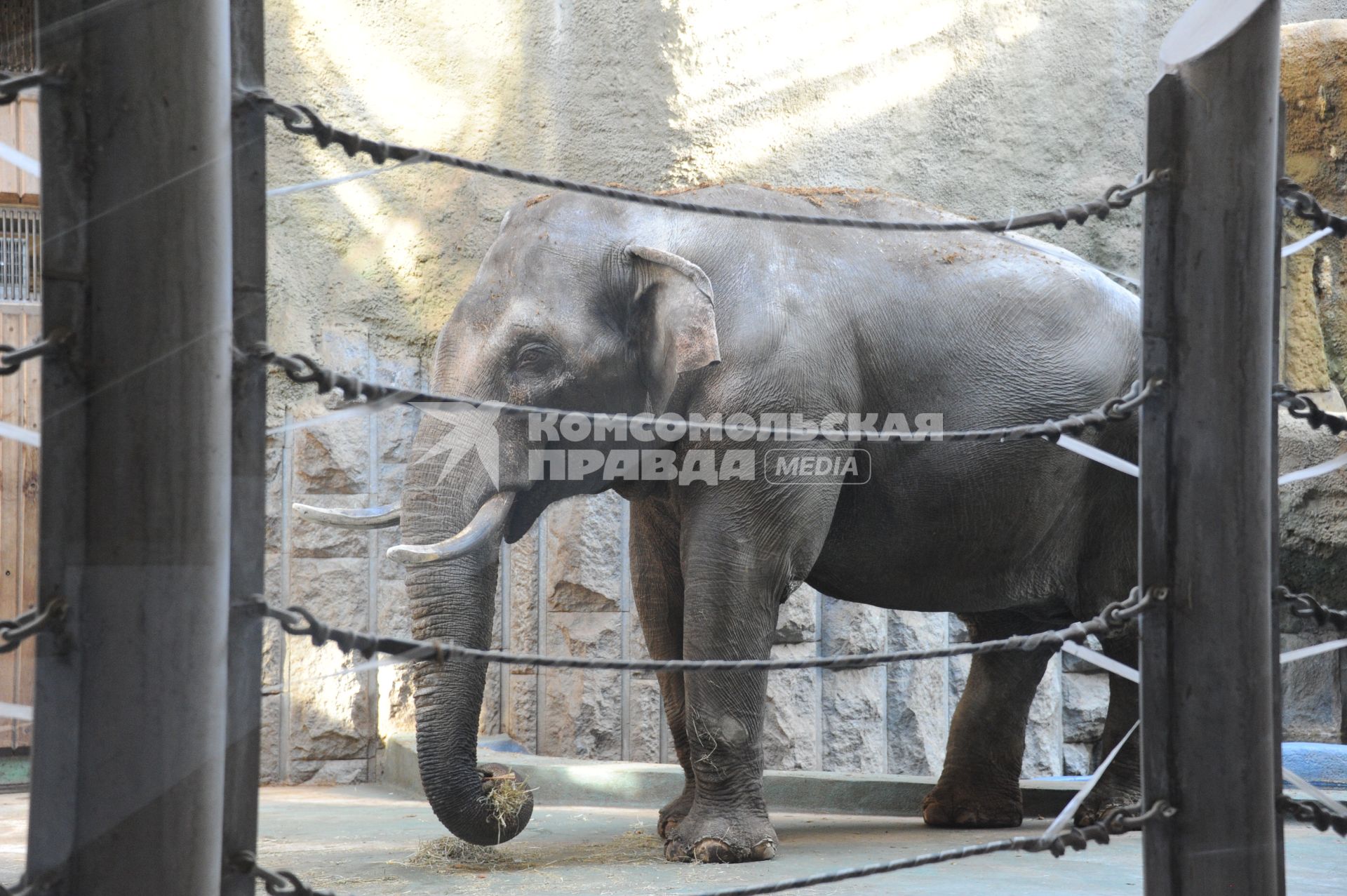 Московский зоопарк. На снимке: слон.