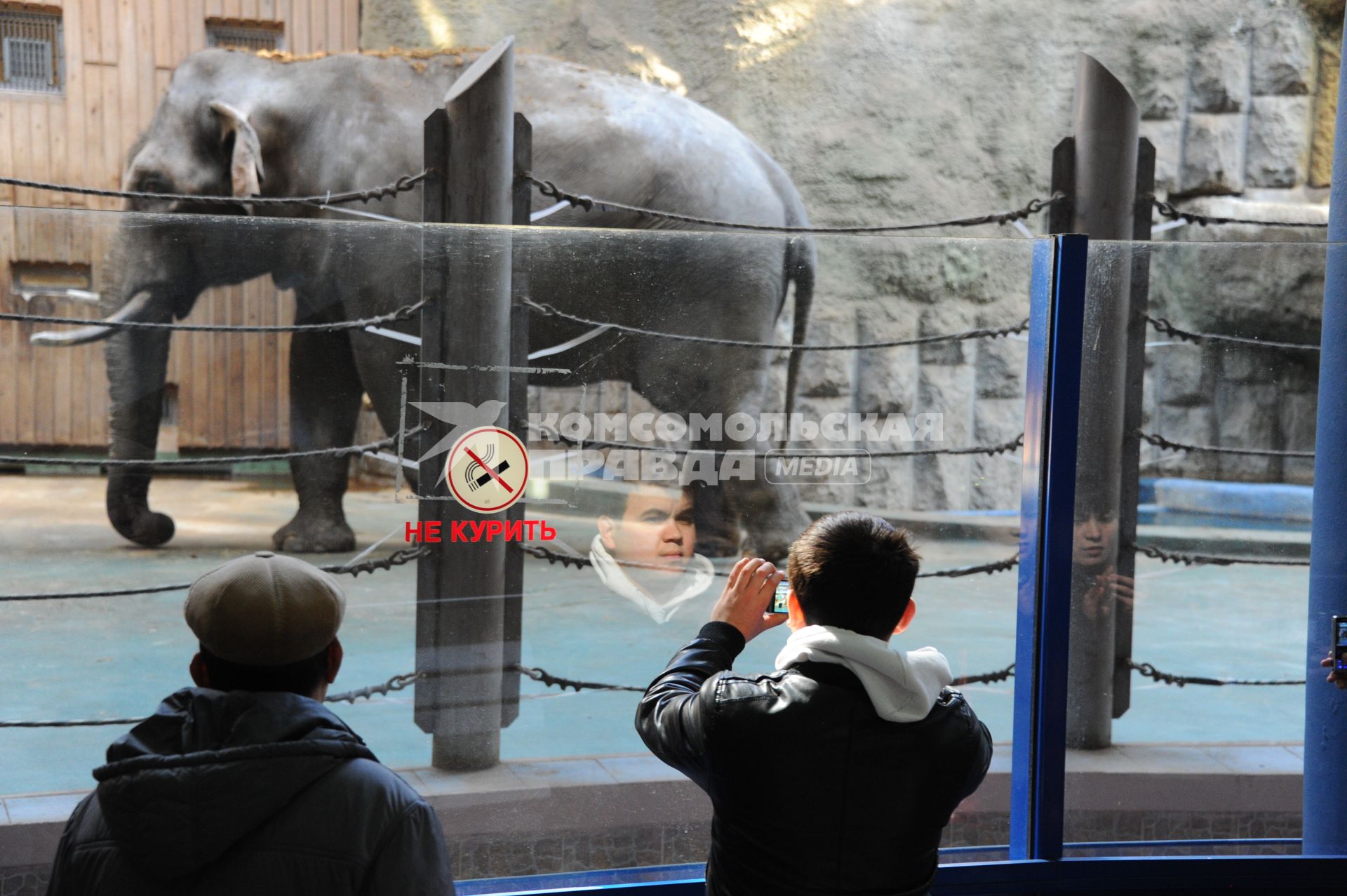 Московский зоопарк. На снимке: мужчина фотографирует слона через стекло.