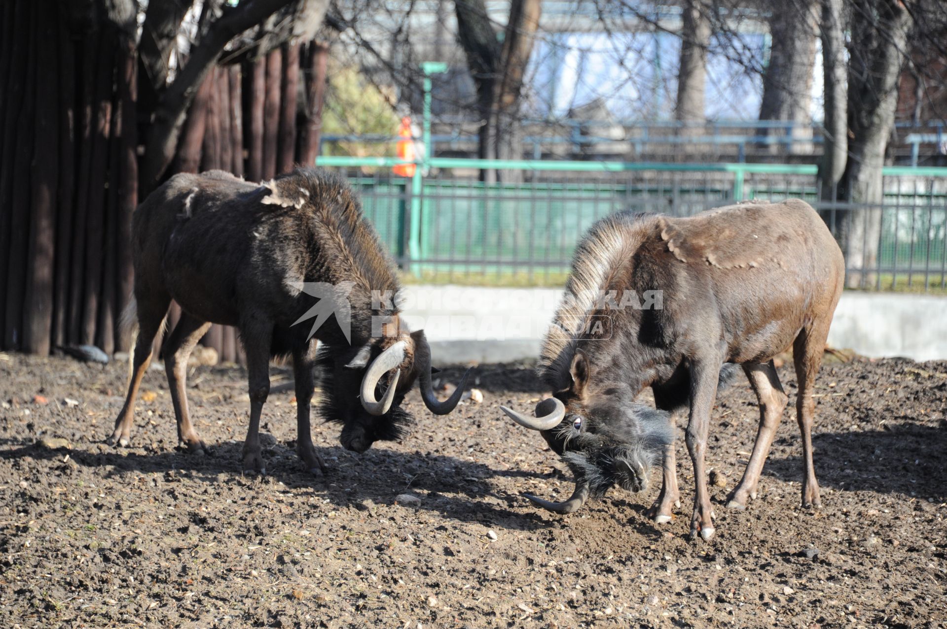Московский зоопарк. На снимке: антилопы Гну.
