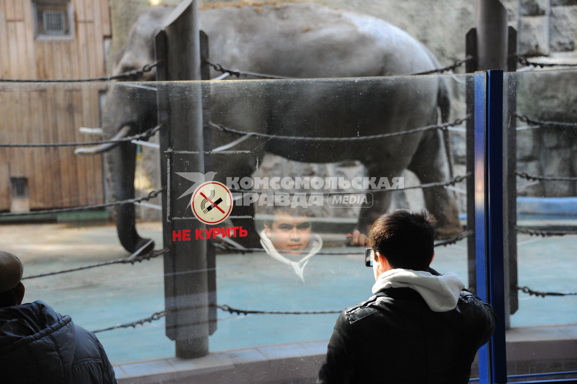 Московский зоопарк. На снимке: мужчина фотографирует слона через стекло.