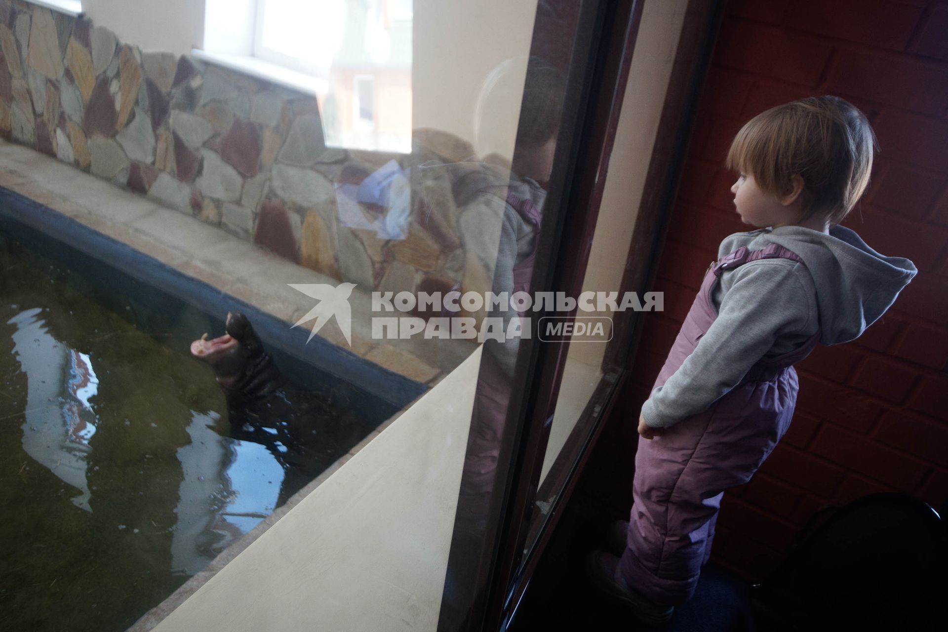 В Екатеринбургском зоопарке после карантина, открылся вольер с карликовым бегемотом Евой. теперь ее могут увидеть се посетители зоопарка.