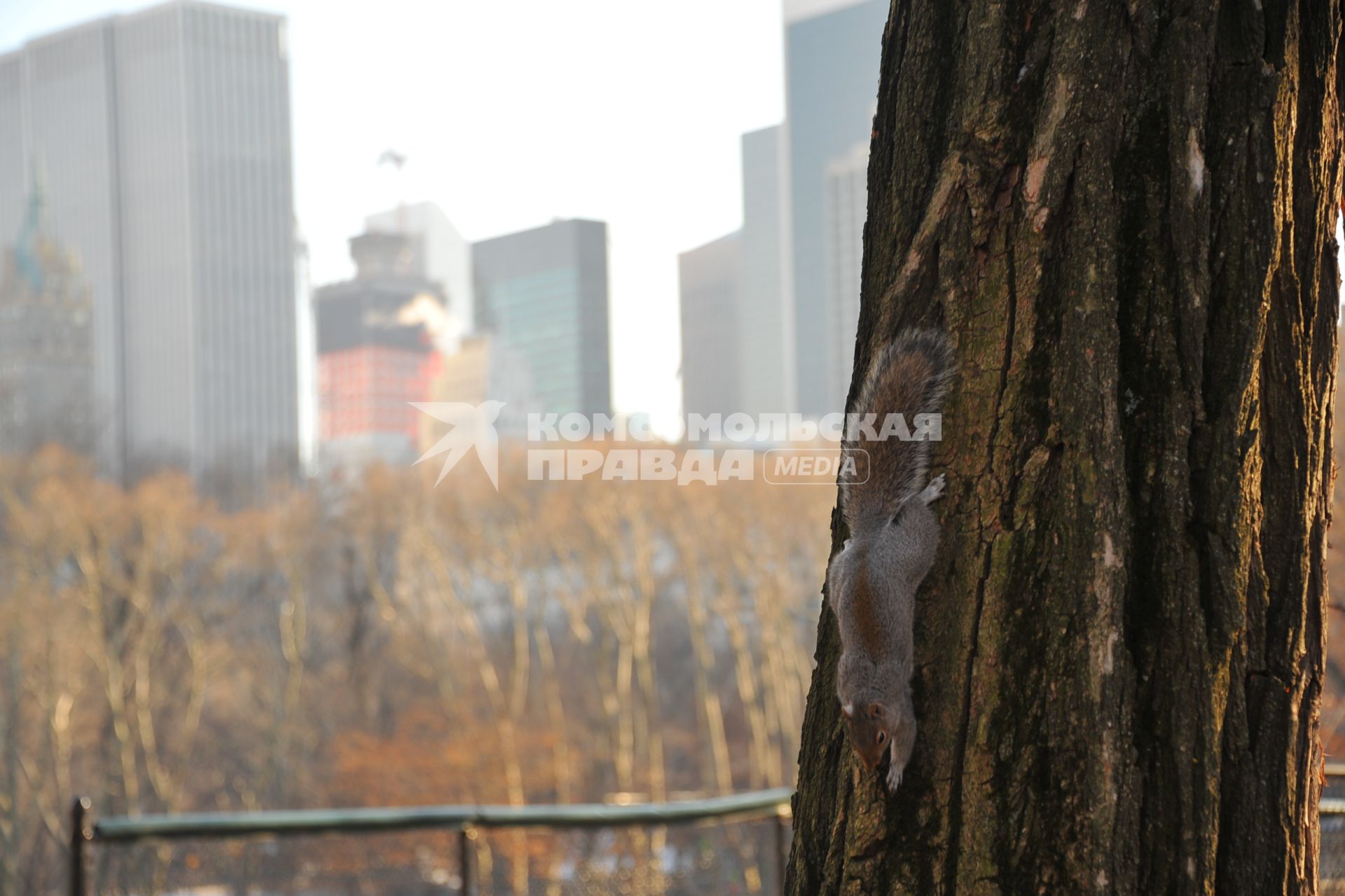 Центральный парк (англ. Central Park) в Нью-Йорке. На снимке: белка на дереве.