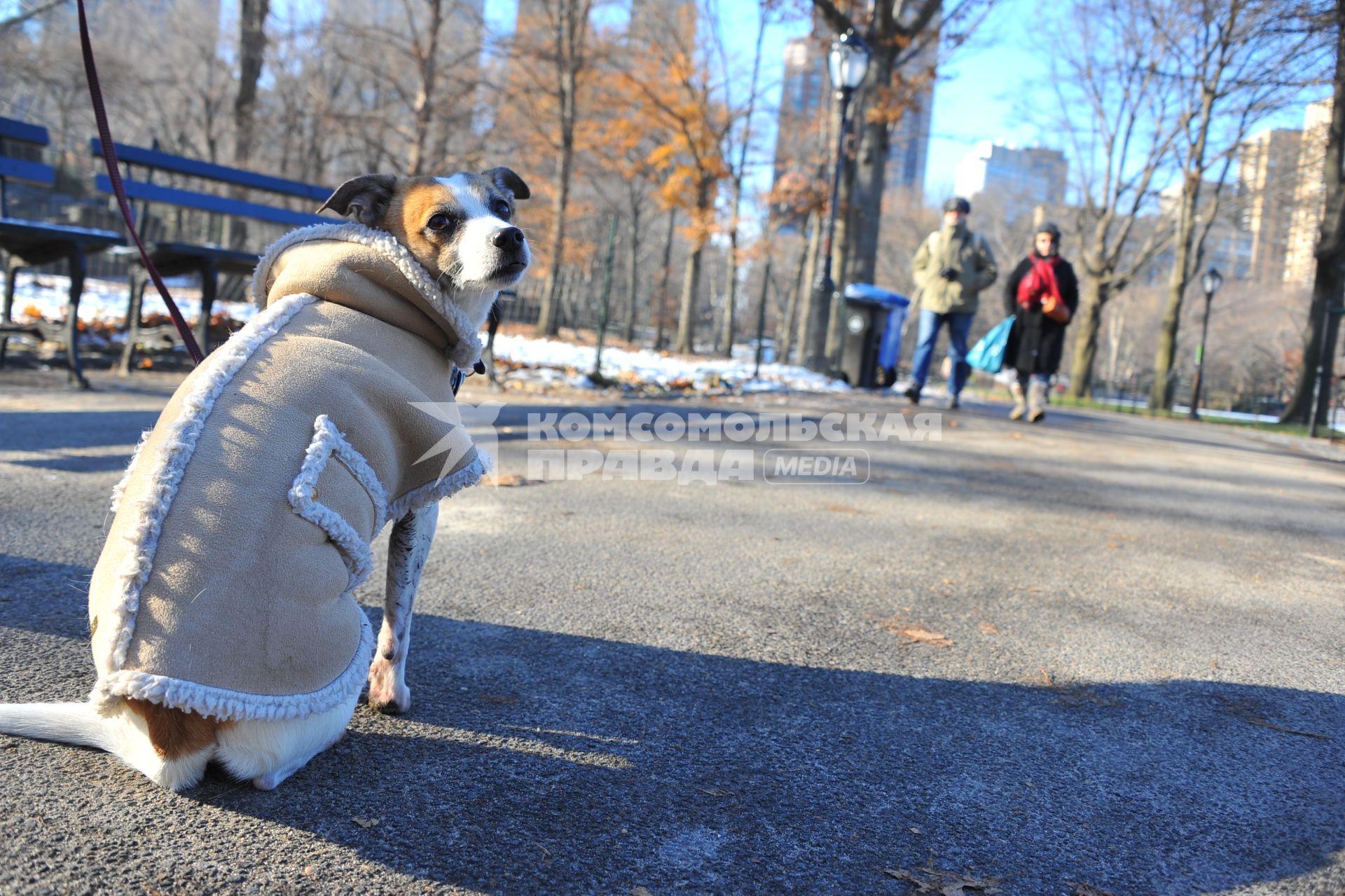 Центральный парк (англ. Central Park) в Нью-Йорке. На снимке: собака в меховой курточке.