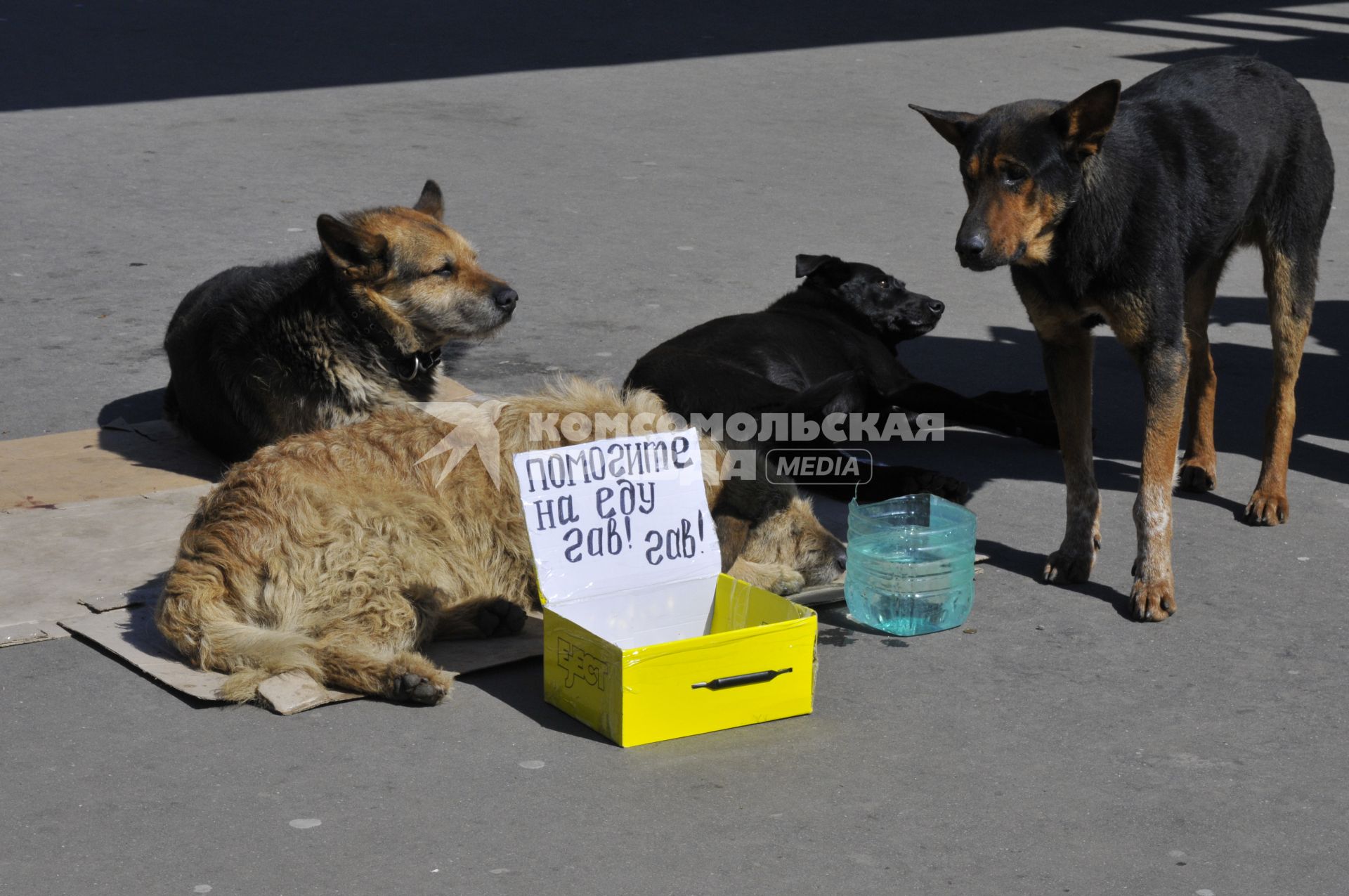 Табличка `Помогите на еду` рядом с бездомными собаками.
