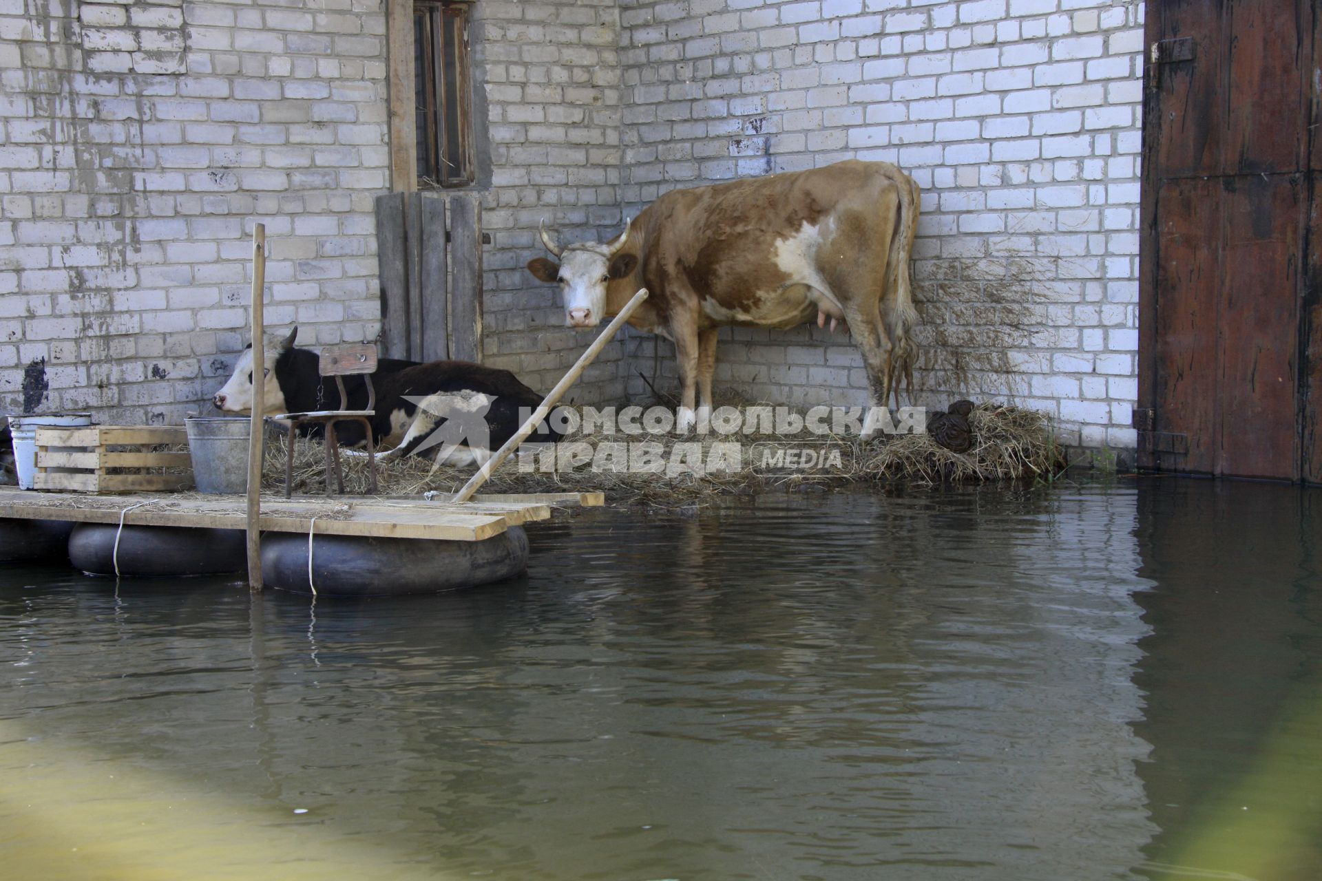 Коровы на затопленном участке.