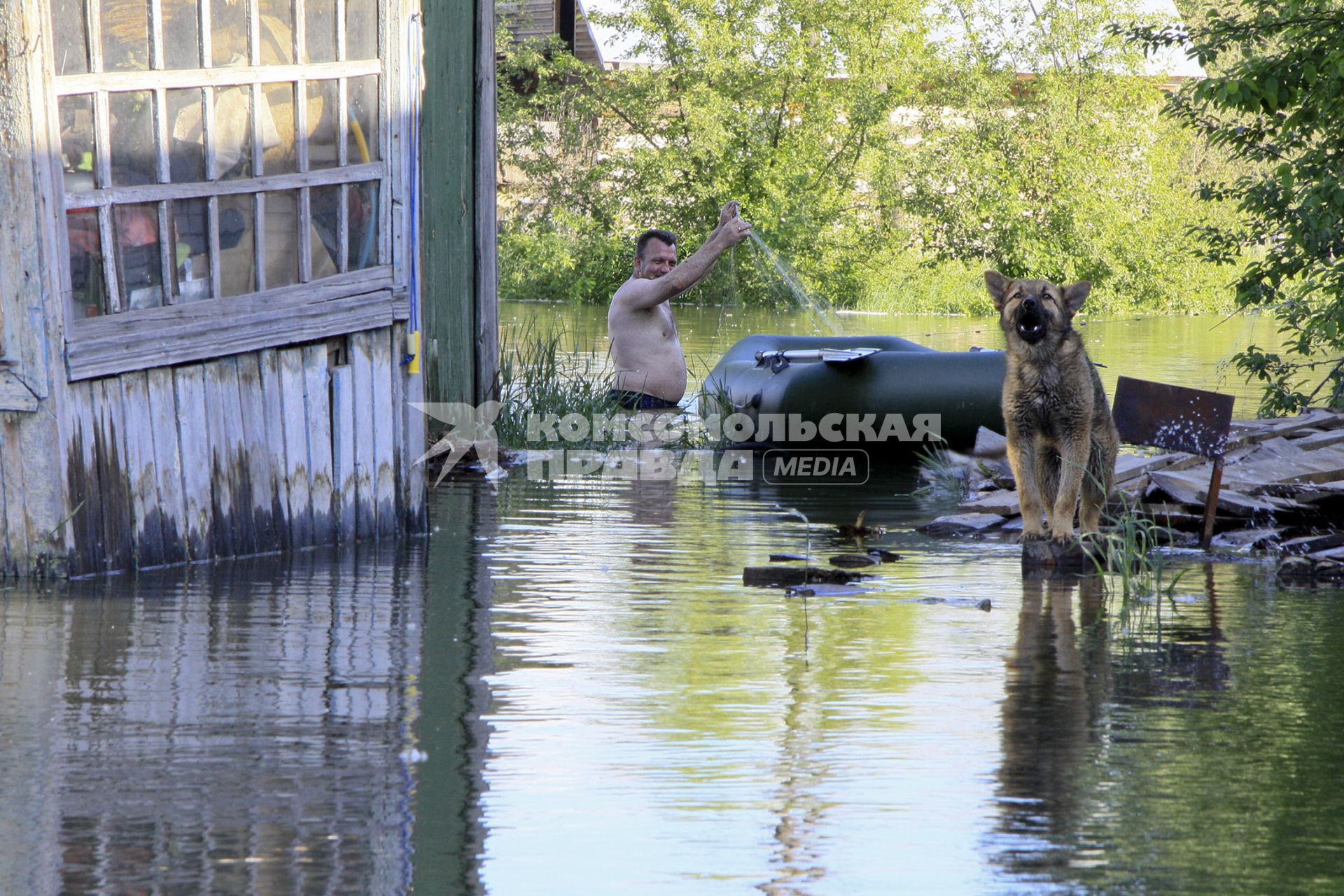 Собака около затопленного дома.