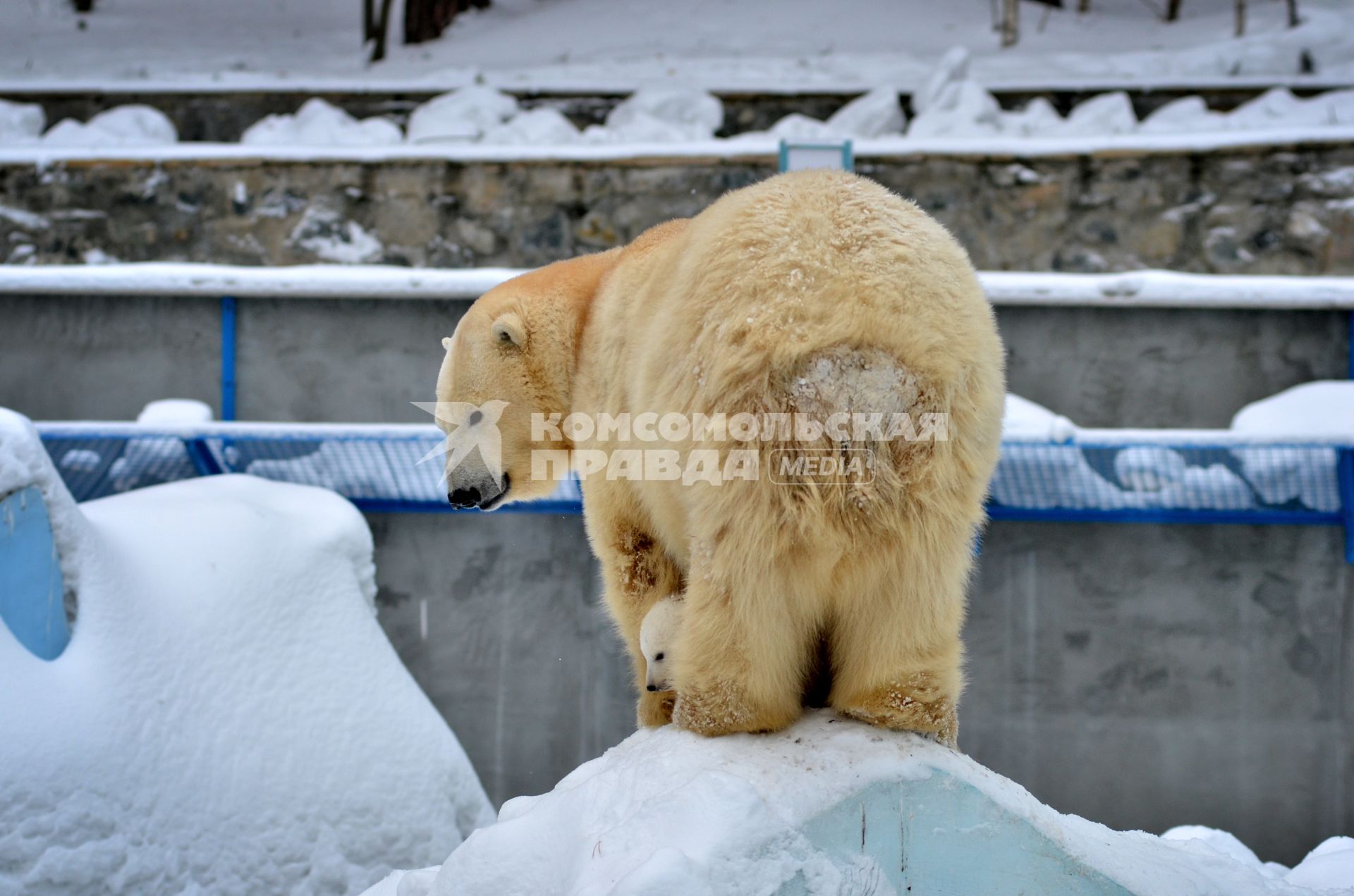 В новосибирском зоопарке у пары белых медведей Кая и Герды родился медвежонок.