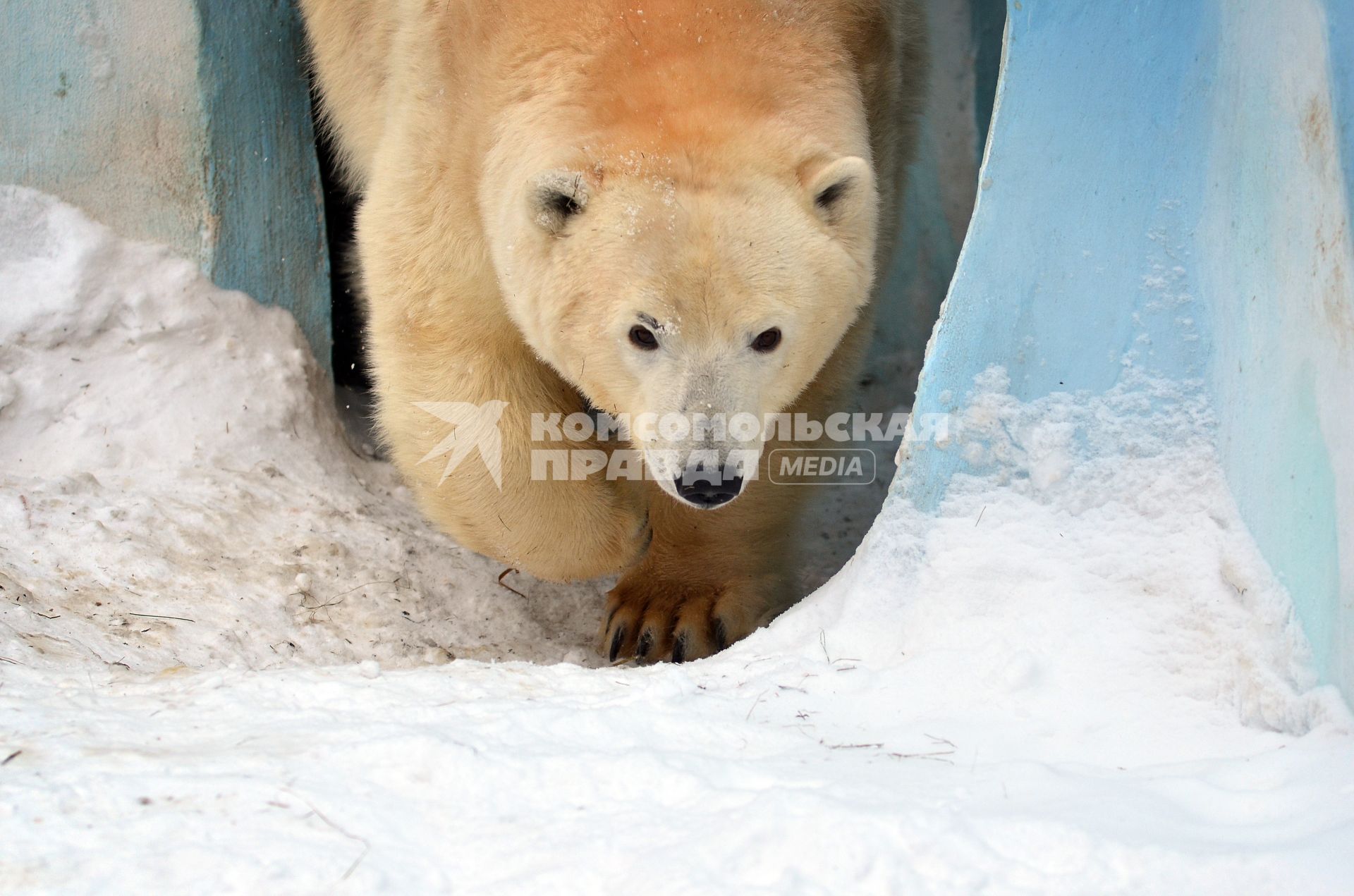 В новосибирском зоопарке у пары белых медведей Кая и Герды родился медвежонок.