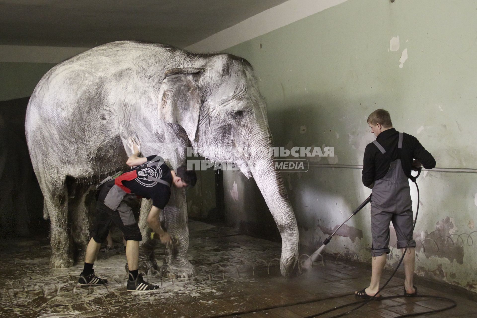 В ярославском цирке моют слонов.