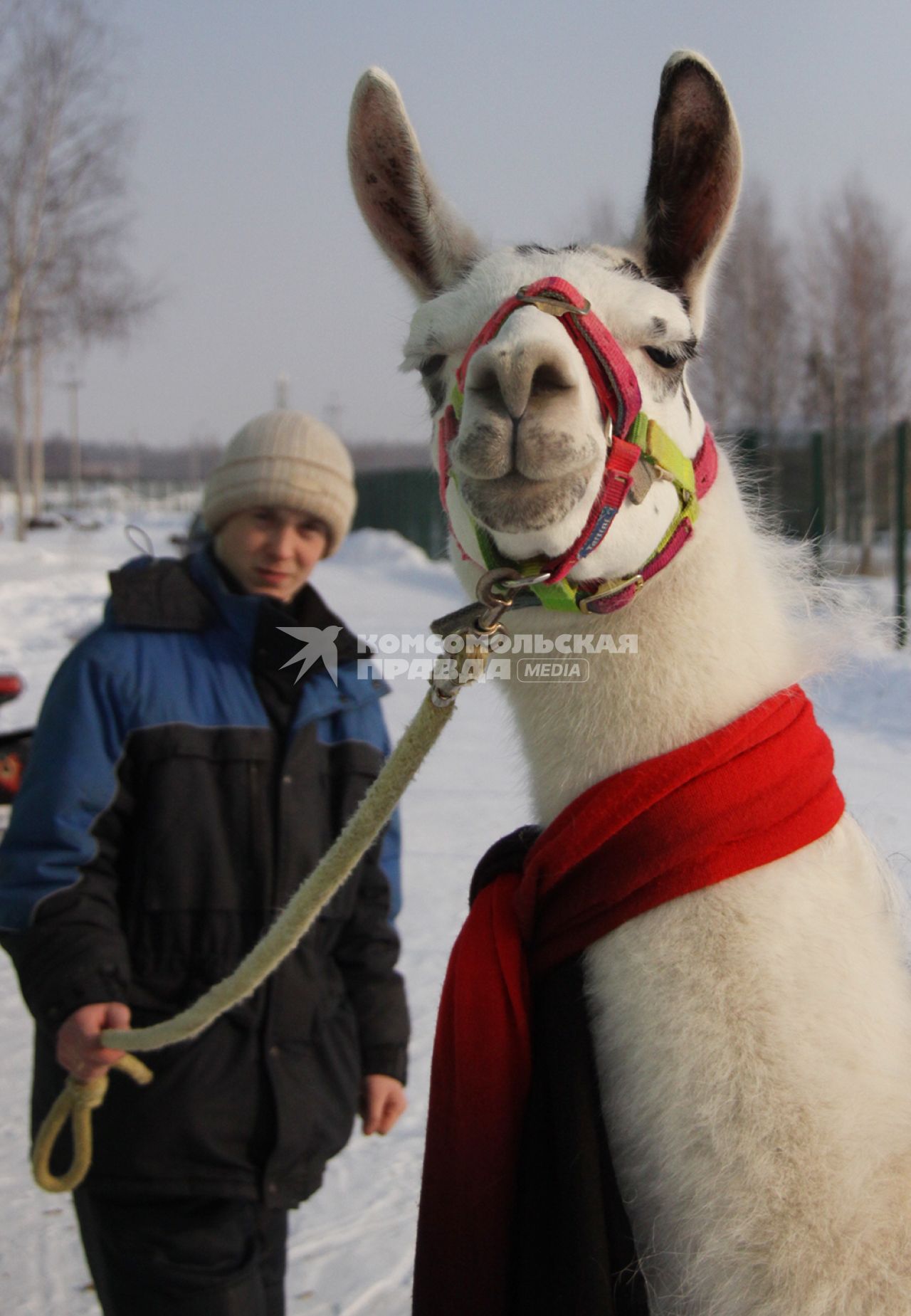 Лама зимой в ярославском зоопарке.