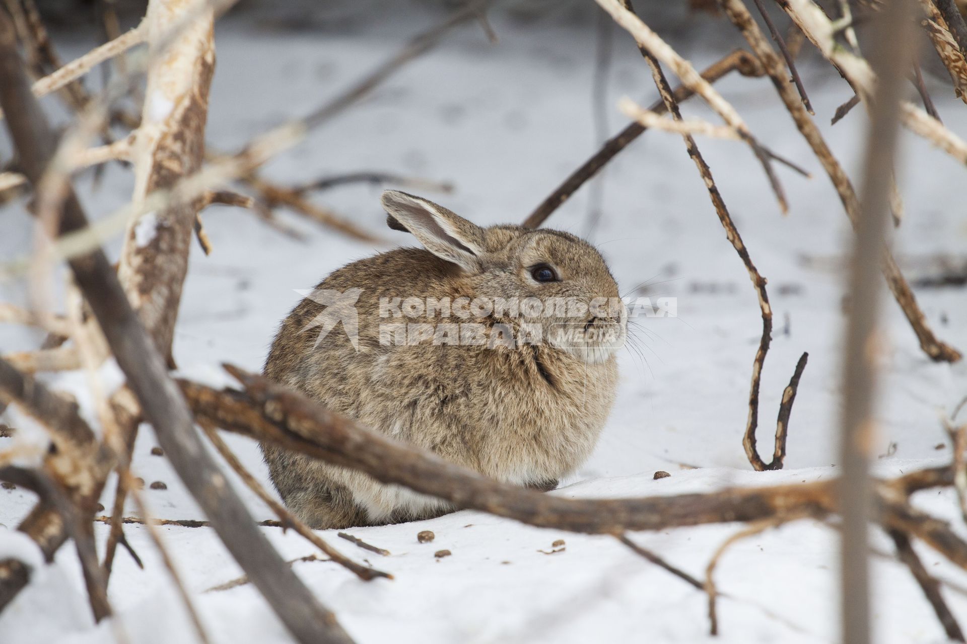 Кролик зимой на снегу.