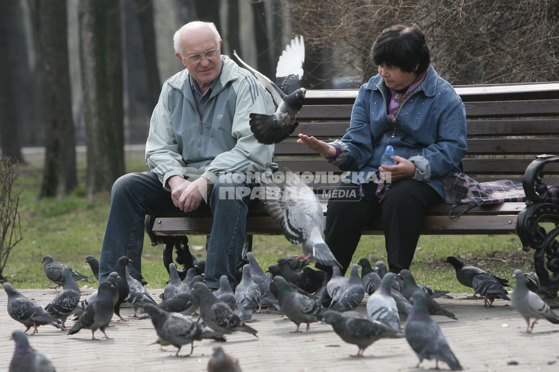 Пенсионеры кормят голубей.
