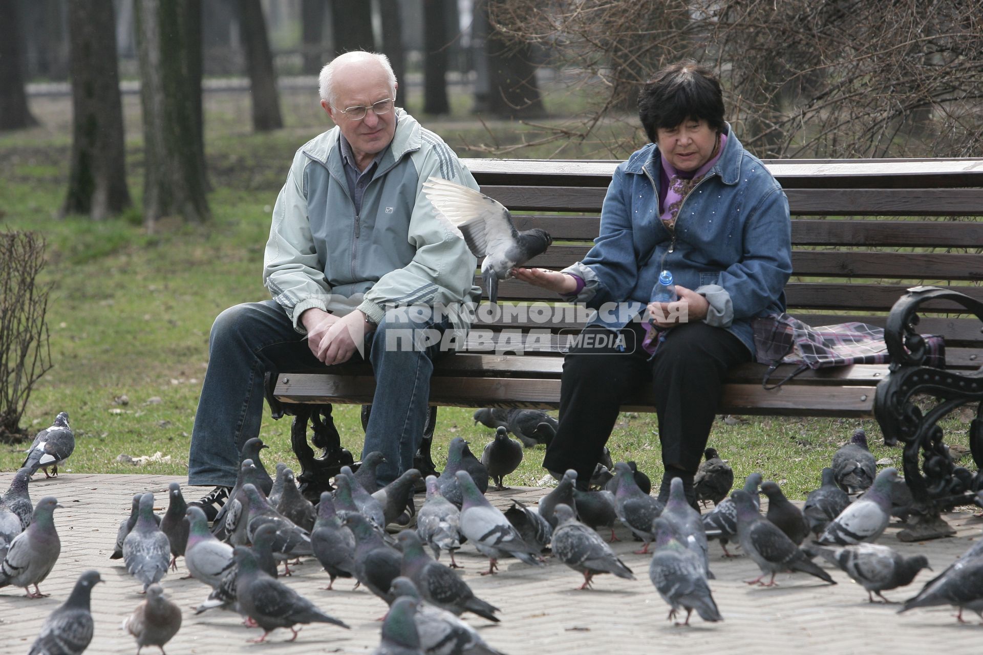 Пенсионеры кормят голубей.