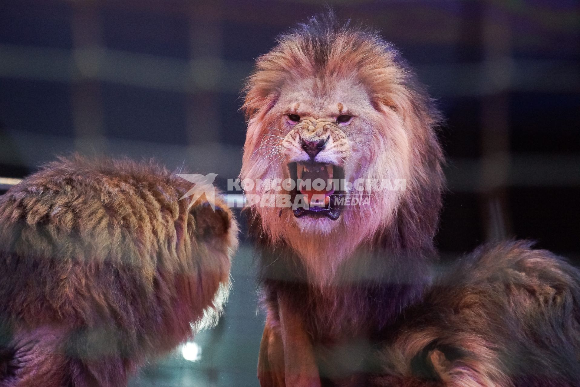 Лев рычит во время выступления в Екатеринбургском цирке в  программе \"Африканские львы\"