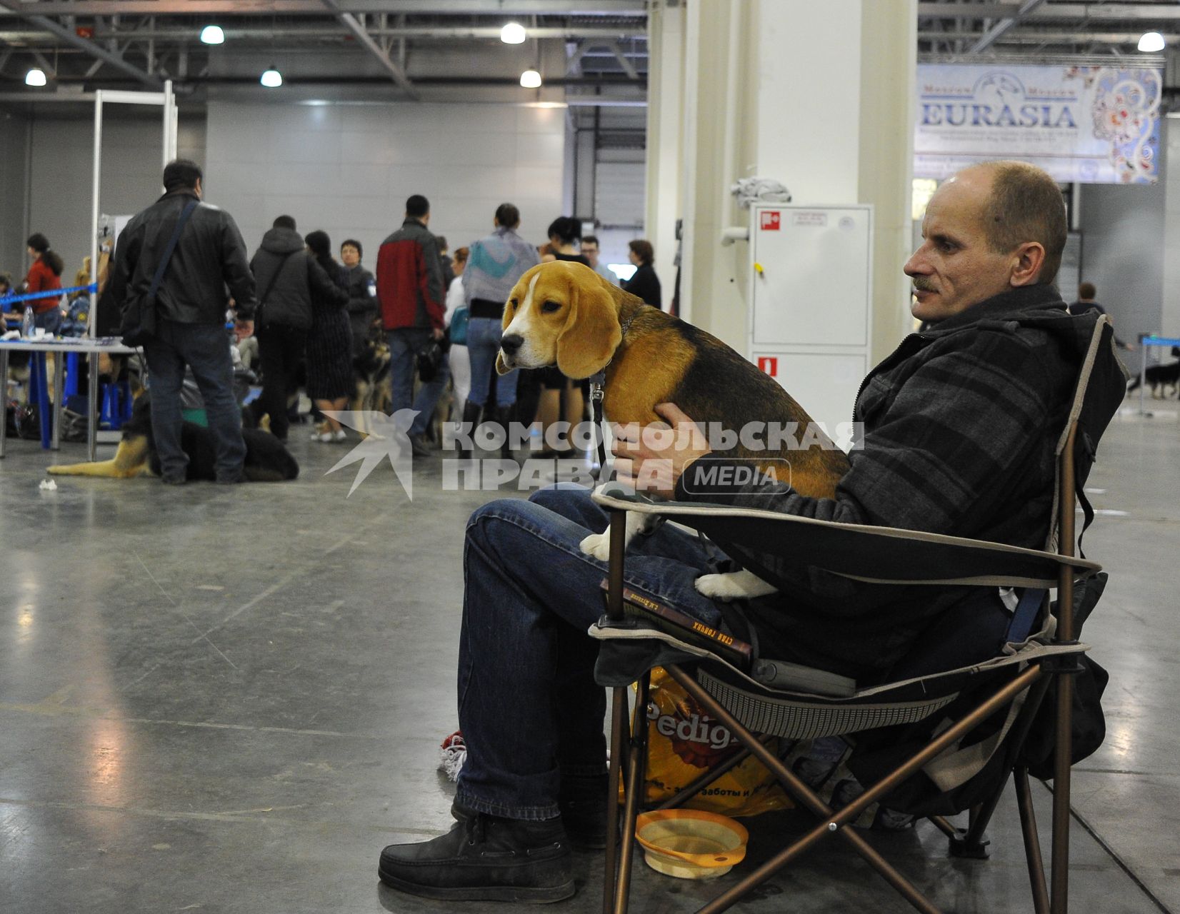 МВЦ `Крокус Экспо`. Международная выставка собак `Евразия 2014`. На снимке: собака породы бигль