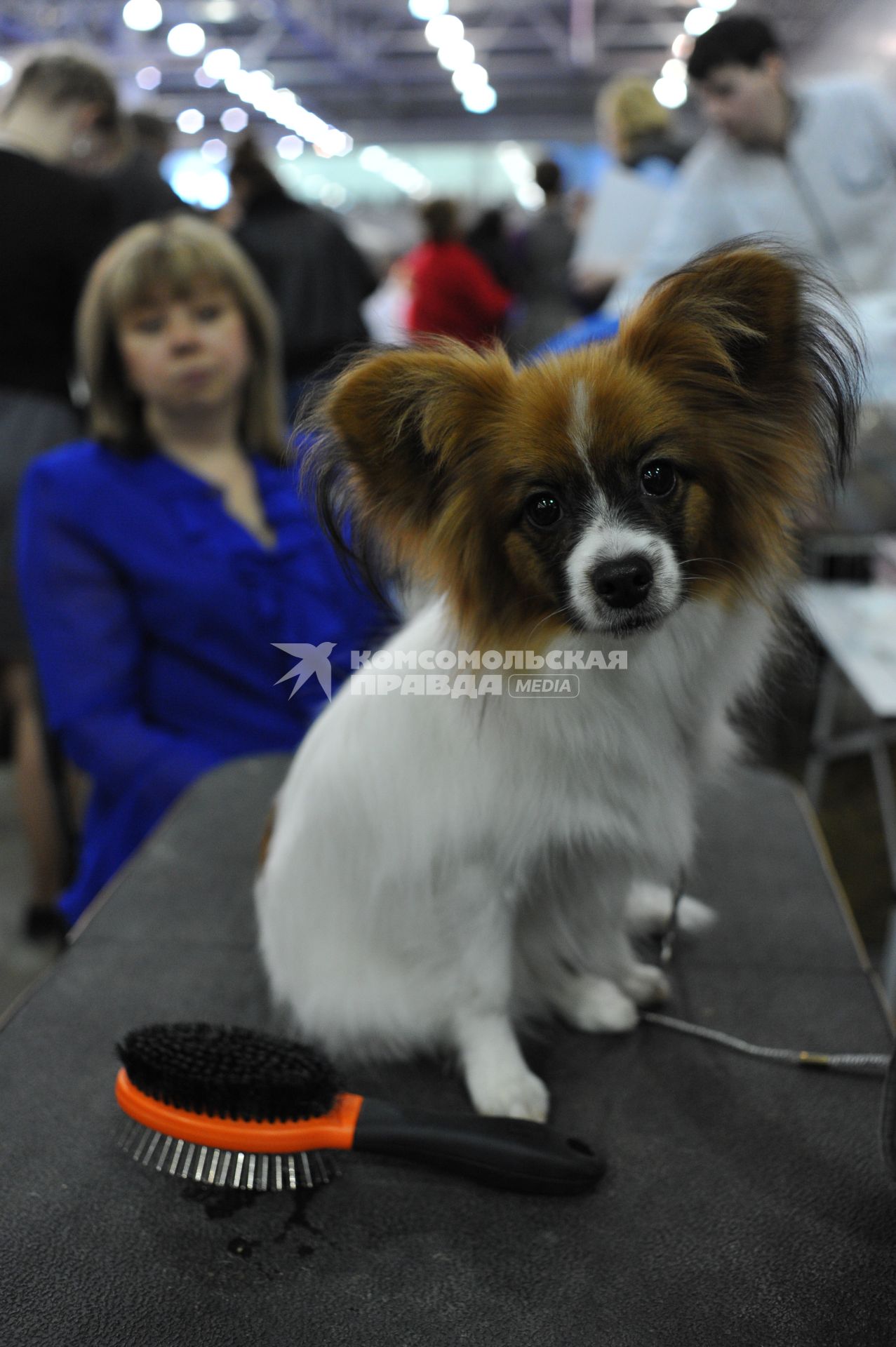 МВЦ `Крокус Экспо`. Международная выставка собак `Евразия 2014`. На снимке: собака породы чихуахуа