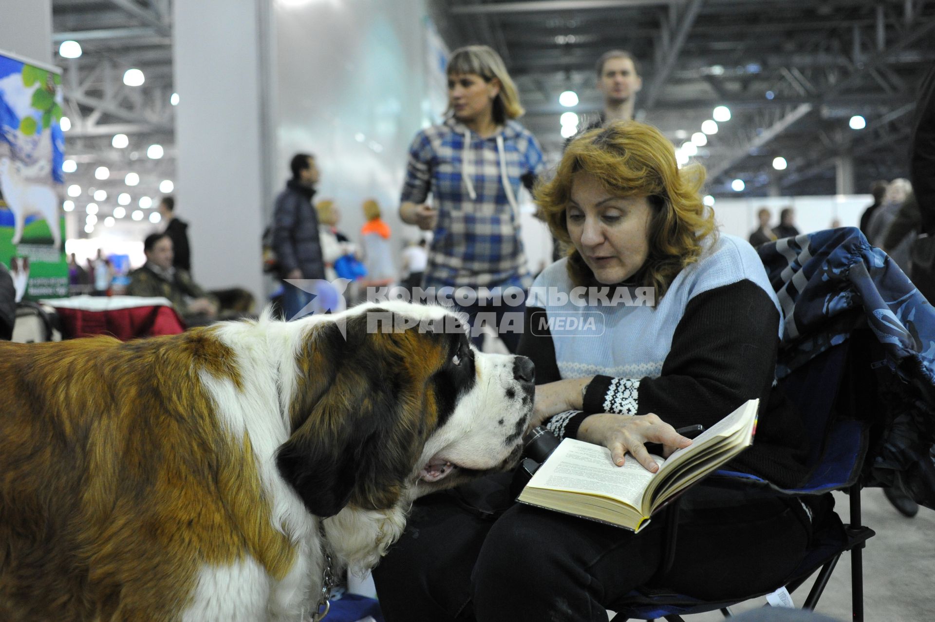 МВЦ `Крокус Экспо`. Международная выставка собак `Евразия 2014`. На снимке: собака породы Московская сторожевая.